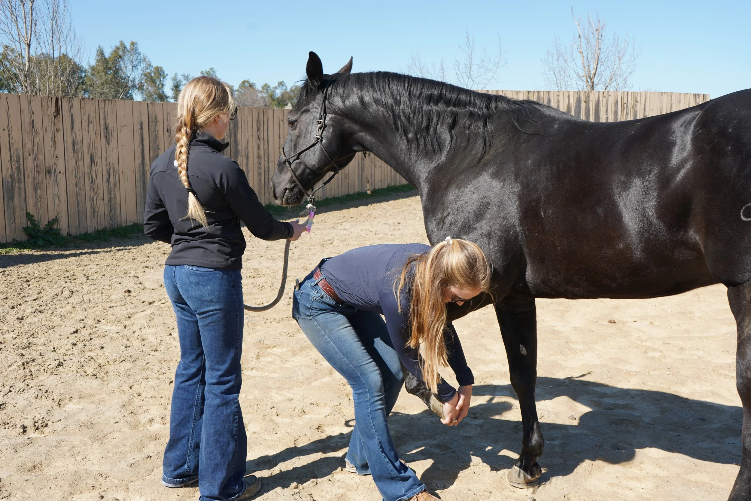 Two women attending to a black horse for flexion tests during a lameness in a sandy outdoor paddock, with a wooden fence and trees in the background, under a clear blue sky.