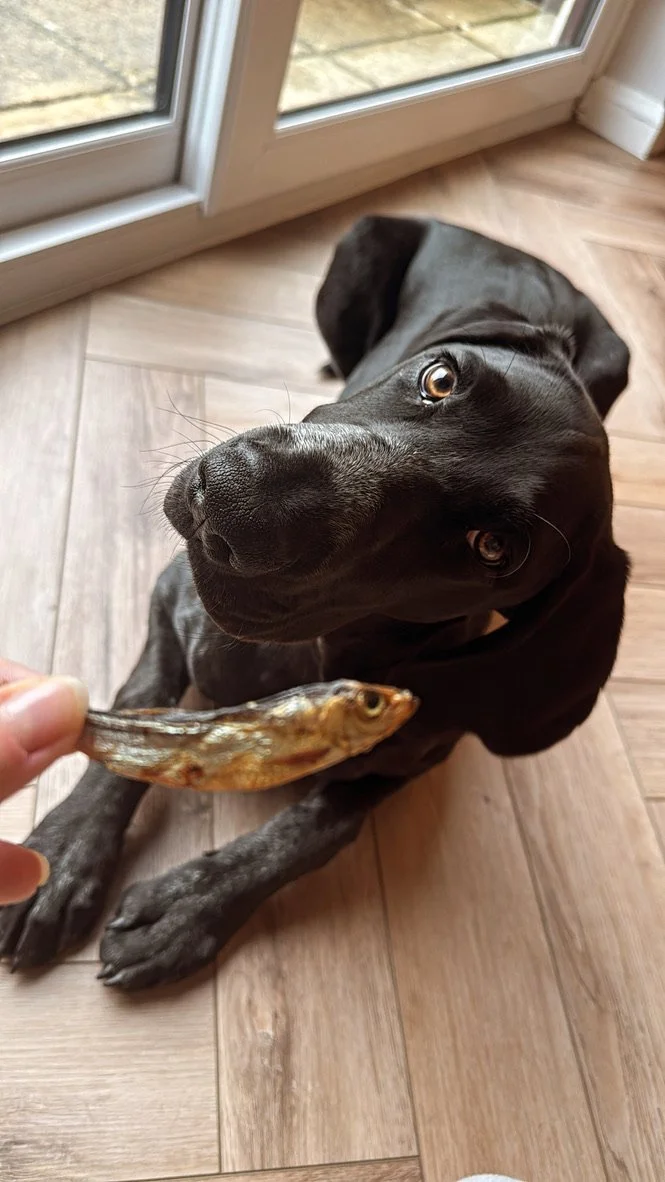 Baltic Sprat.jpeg