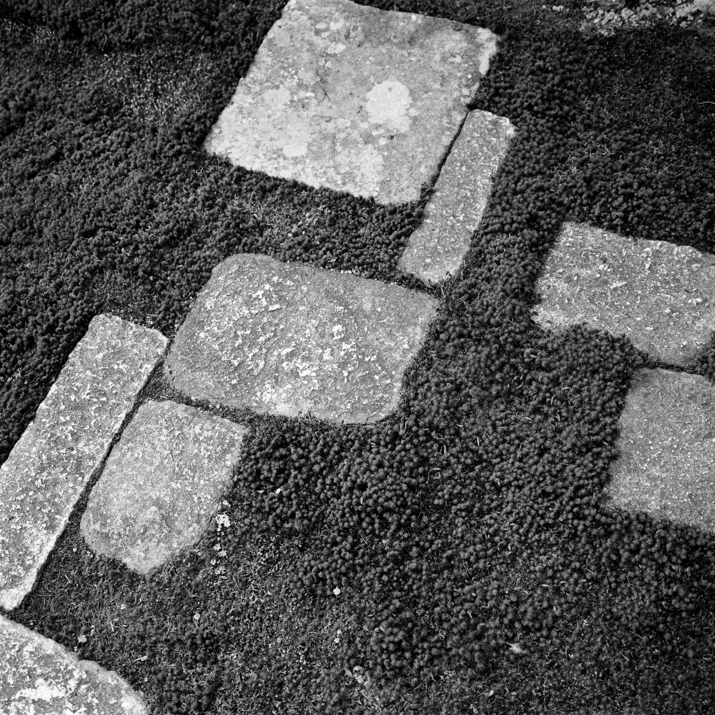 Nijo-jo castle, moss garden, Kyoto, JAPAN