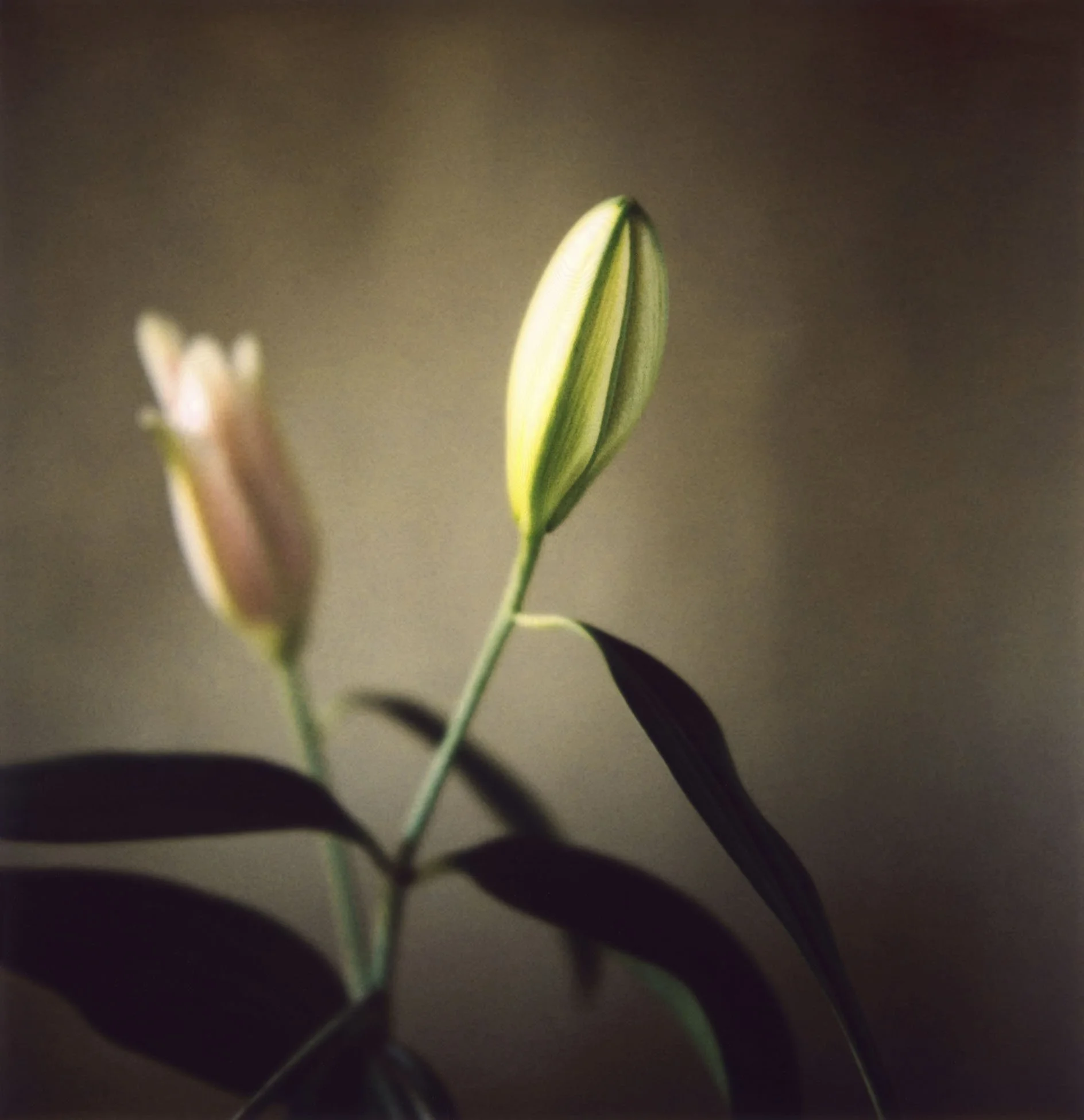"Ephemera", on Polaroid, Tokyo 1999