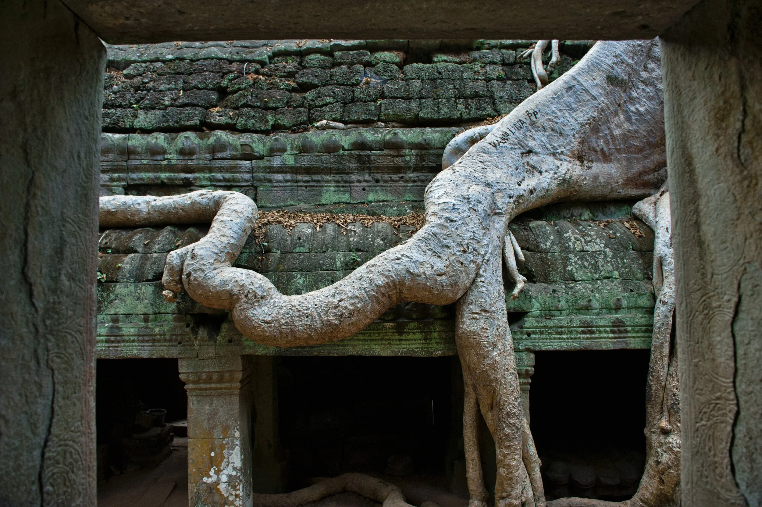 Ta Prohm temple, late 12th century, Angkor  UNESCO World Heritage Site, CAMBODIA