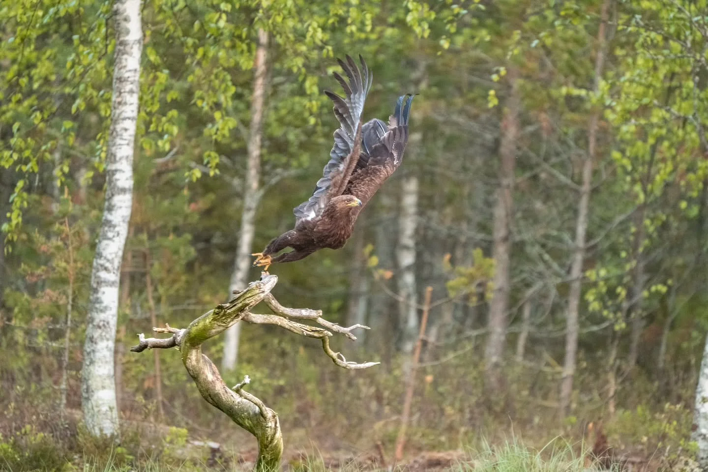 Kiljukotkan lentoonl&auml;ht&ouml;

#kiljukotka 
#greaterspottedeagle 
#clangaclanga 
#yleluonto 
#mtvsaa