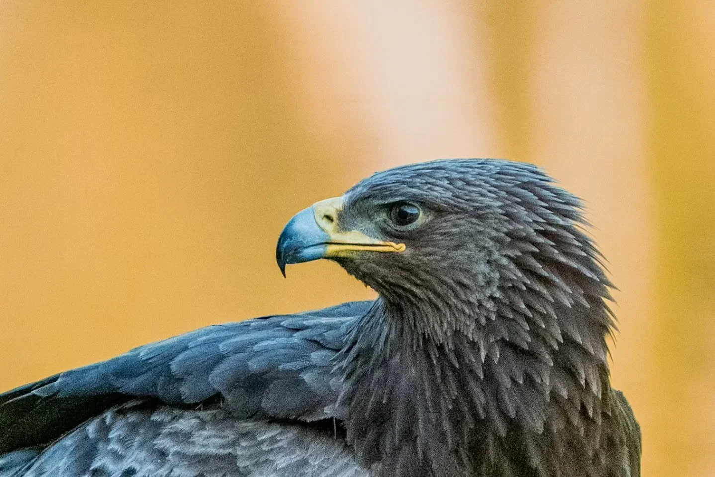 Tosiaan &auml;sken varmistui varmasti ett&auml; kyseess&auml; on kiljukotka joka on Suomessa &auml;&auml;rimm&auml;isen uhanalainen laji 

Kiljukotka / Greater spotted Eagle

#kiljukotka
#greaterspottedeagle 
#clangaclanga 
#suomenlinnut 
#instaluont