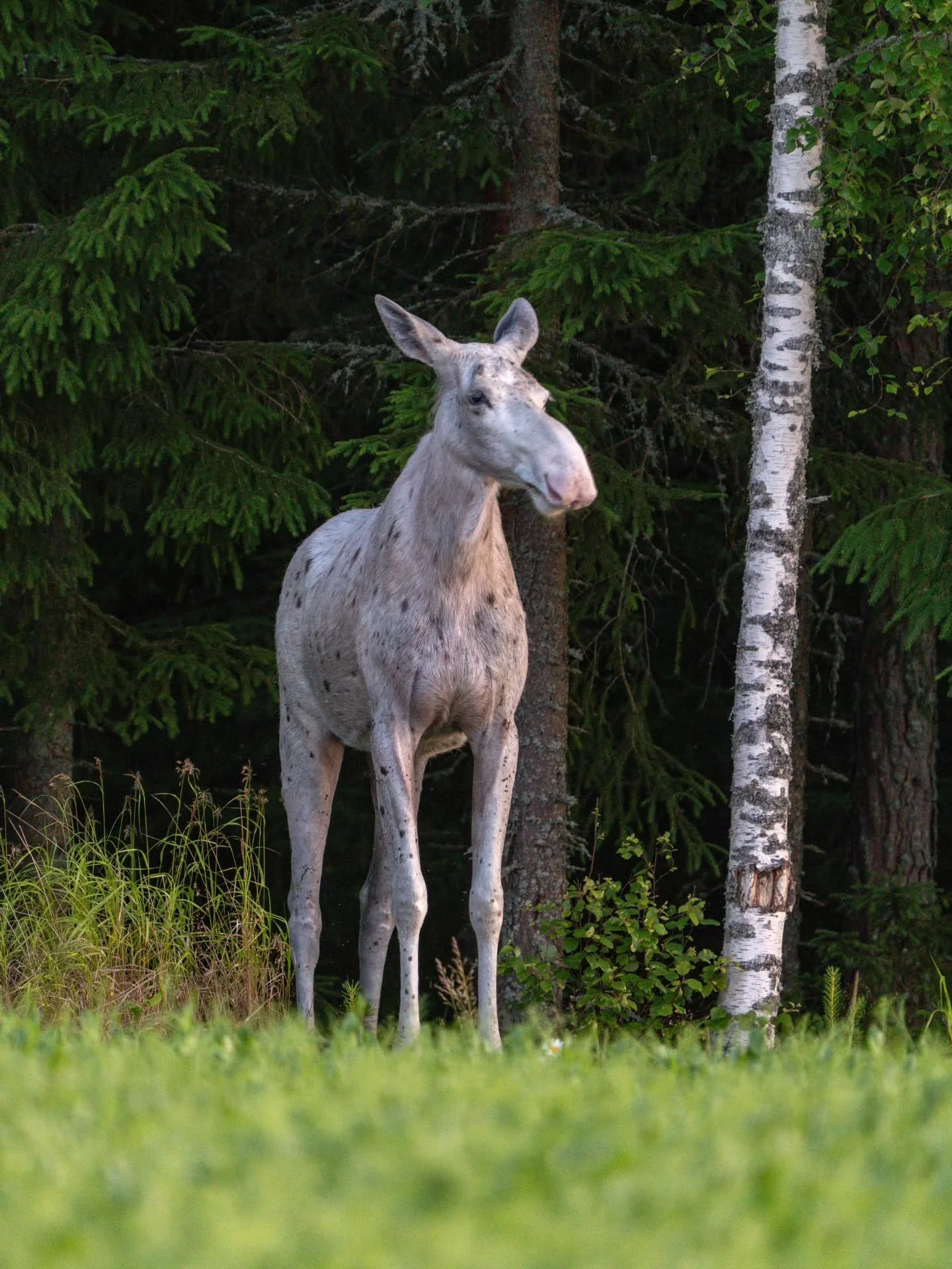 Leukistinen hirvi illan valossa | Leucistic moose in the evening light

#leucisticmoose 
#moose
#leucistic
#suomenluonnonkuvaajat