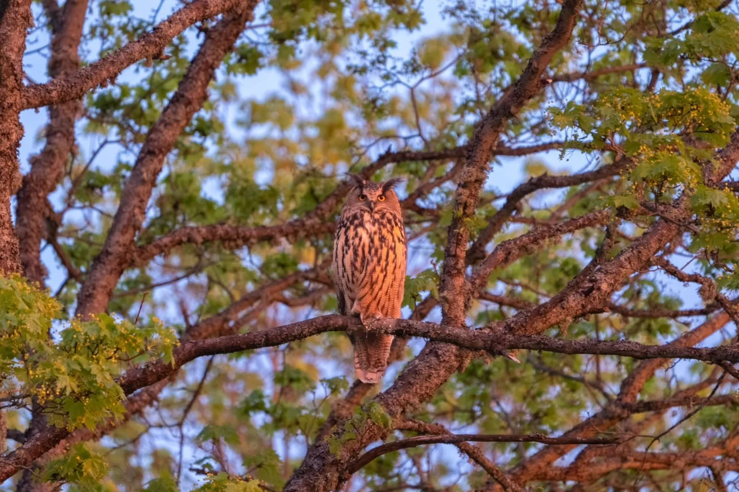 Huuhkaja ilta-auringossa

#huuhkaja 
#eurasianeagleowl 
#bubobubo 
#discoveringfinland 
#instaluontokuvaajat