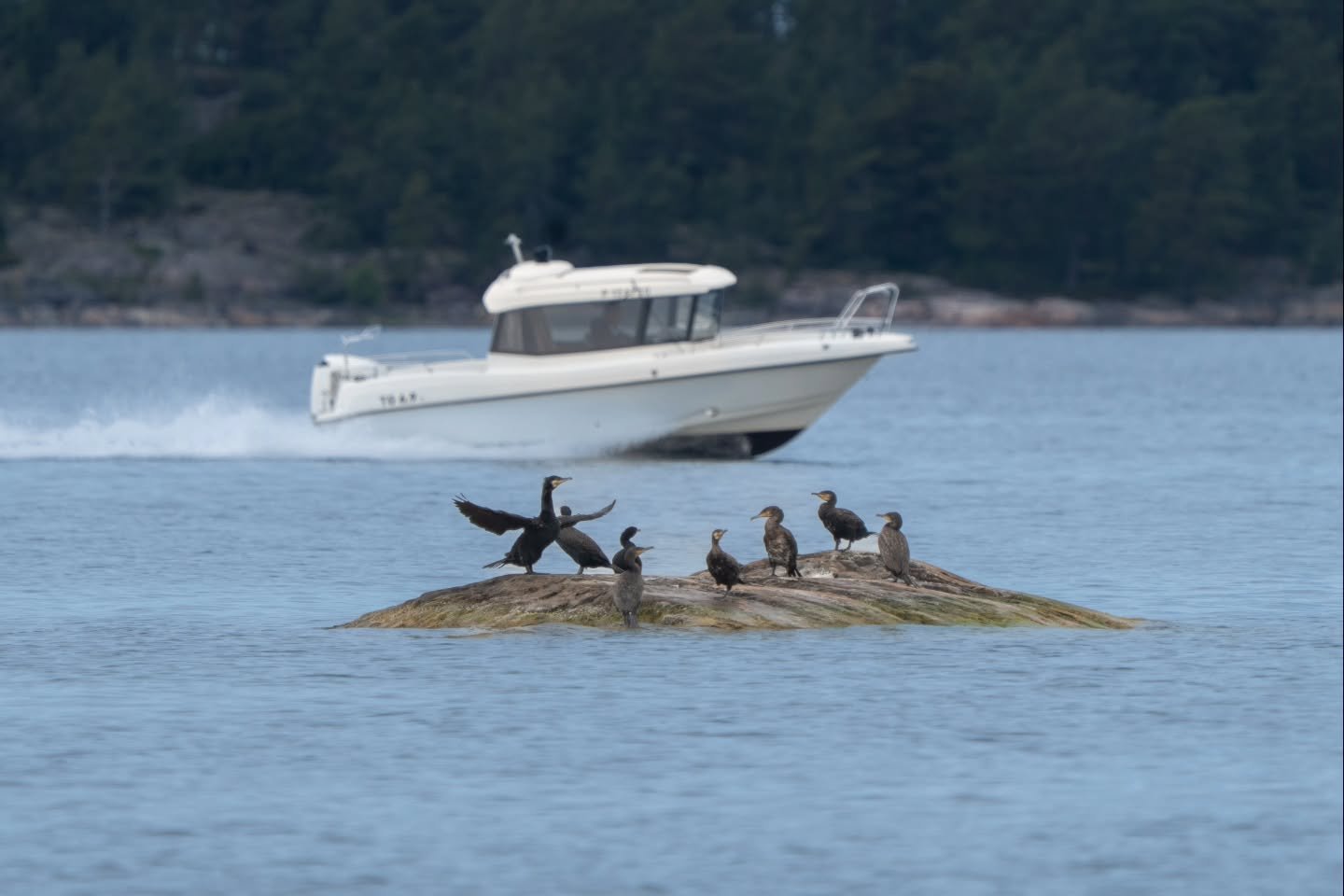 Merimetsojen luotokokous | A meeting of cormorants

#merimetso
#cormorant
#greatcormorant 
#discoveringfinland 
#suomensaaristo