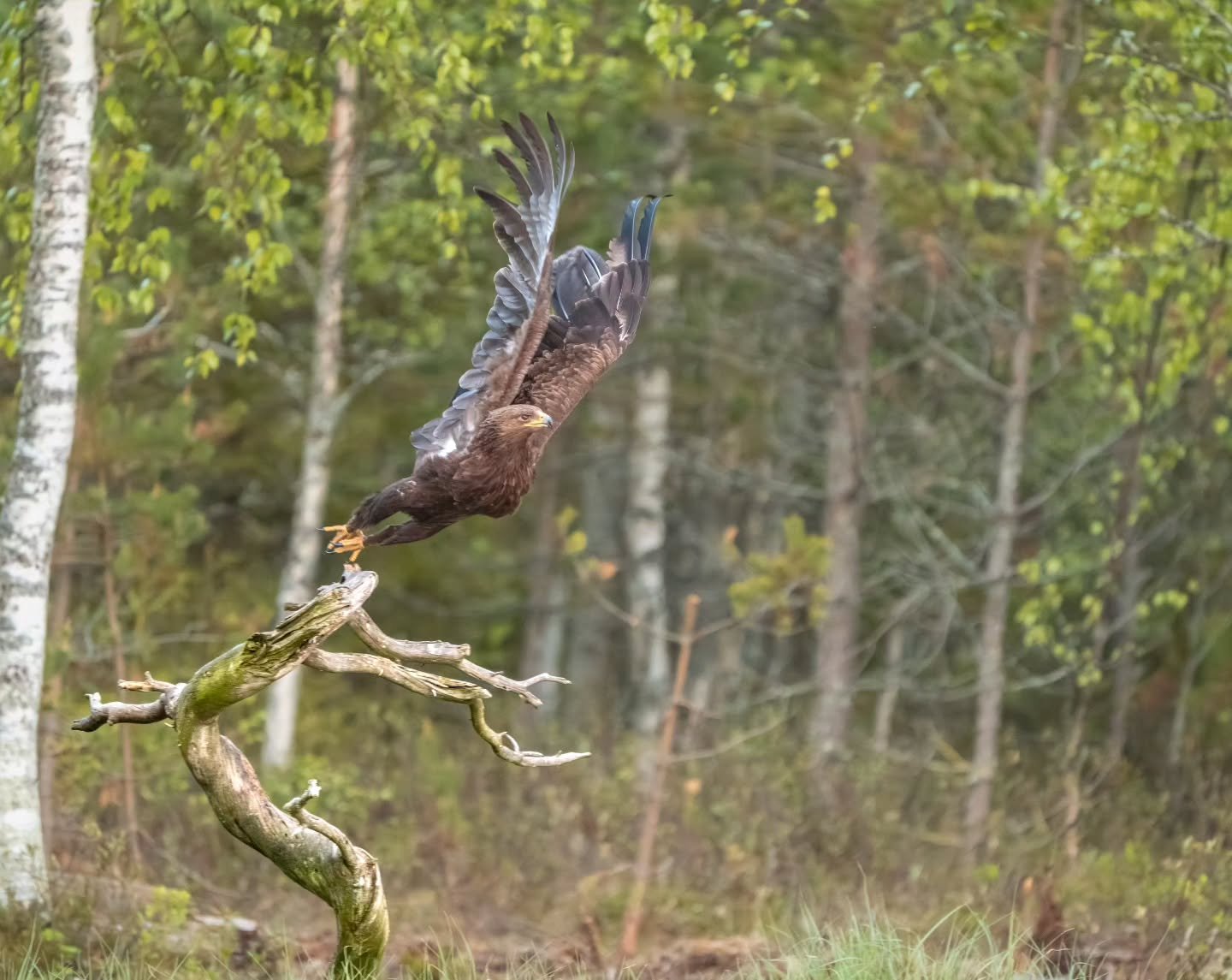Kiljukotkan lentoonl&auml;ht&ouml; | Greater Spotted Eagle taking off

#kiljukotka 
#greaterspottedeagle 
#clangaclanga 
#birds_of_instagram 
#birdphotography