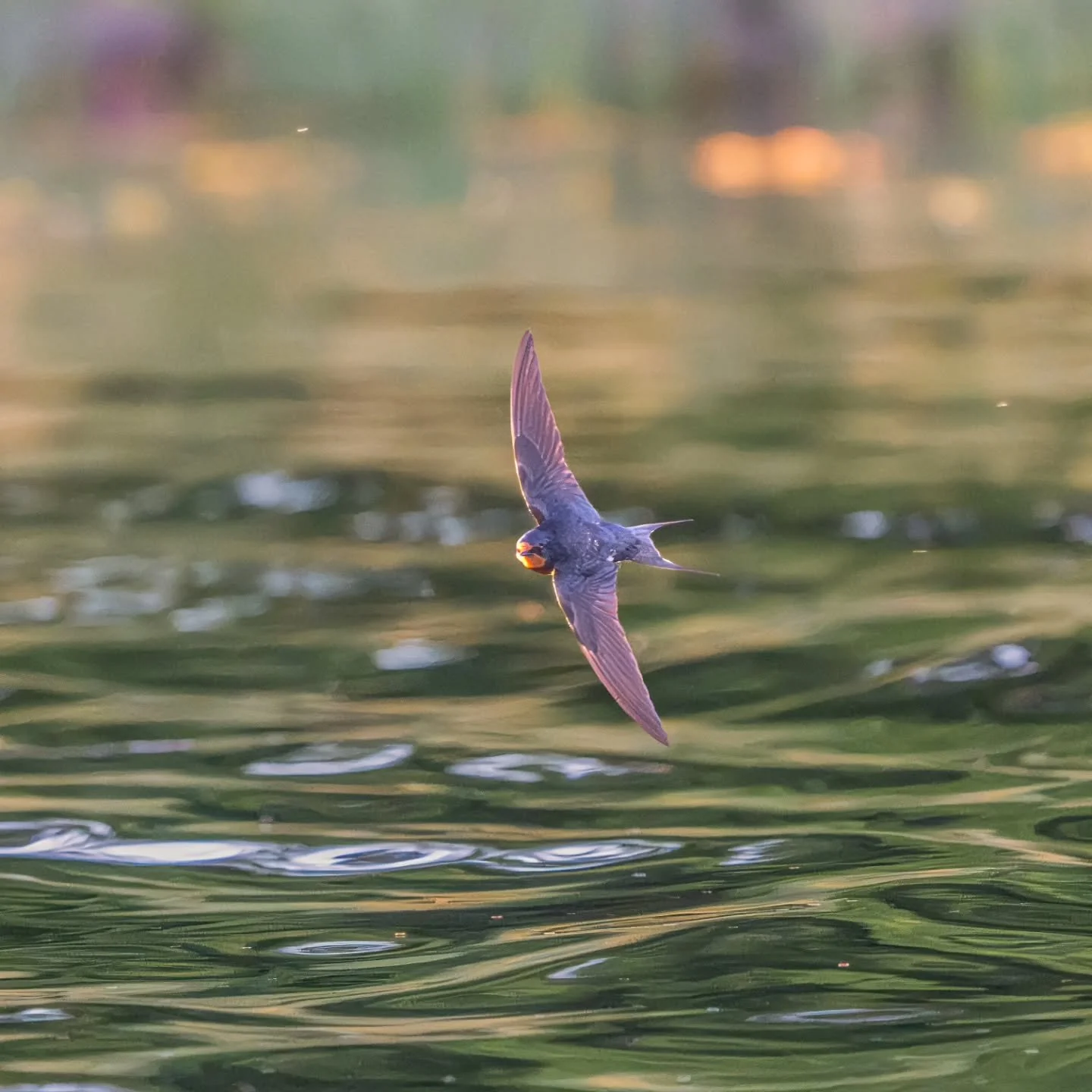 Haarap&auml;&auml;skyn iltalento

#haarap&auml;&auml;sky 
#barnswallow 
#suomen_linnut 
#instaluontokuvaajat