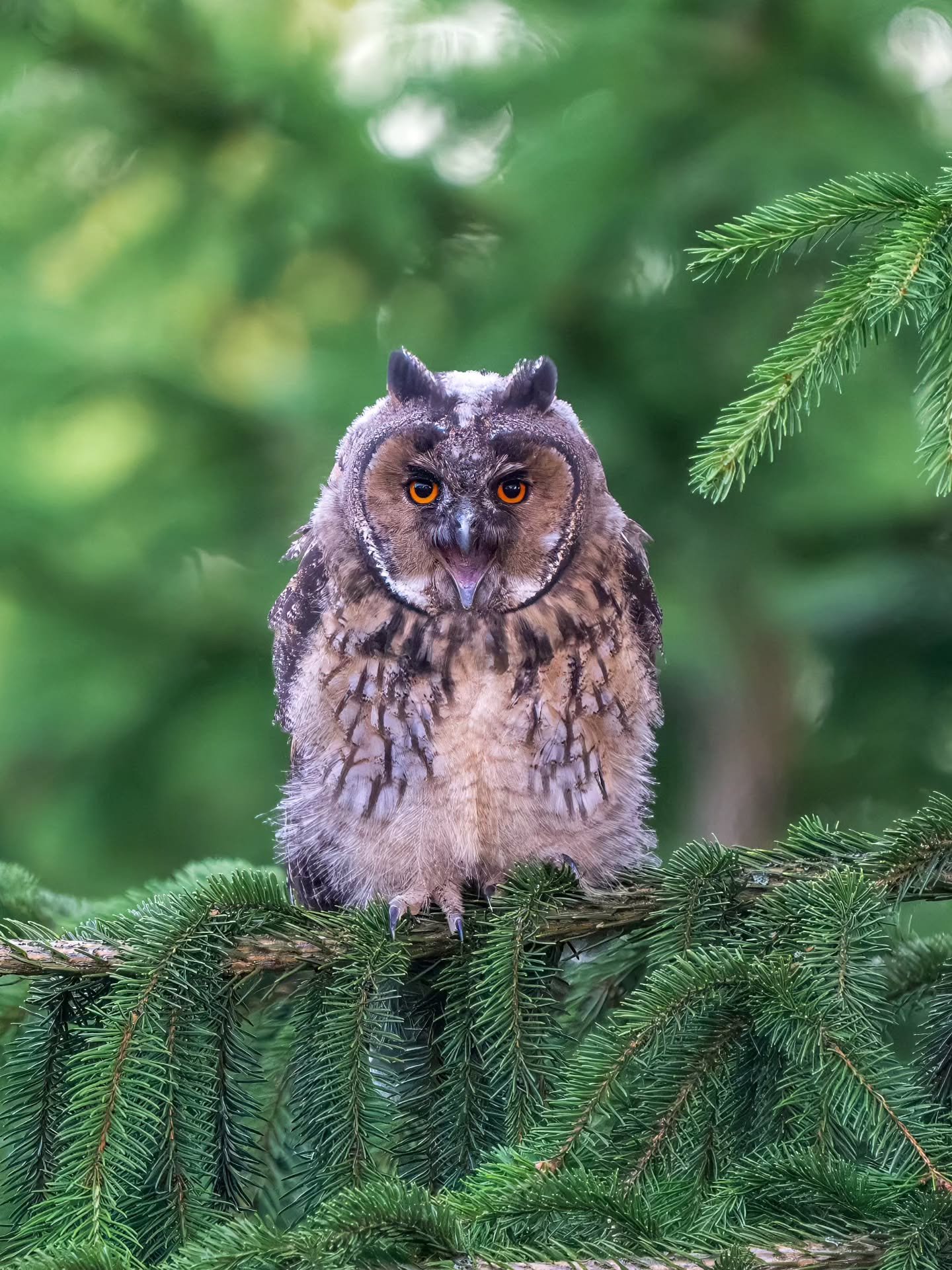 Sarvip&ouml;ll&ouml;n poikasen ruoan kerjuu

#sarvip&ouml;ll&ouml;
#longearedowl
#asiootus