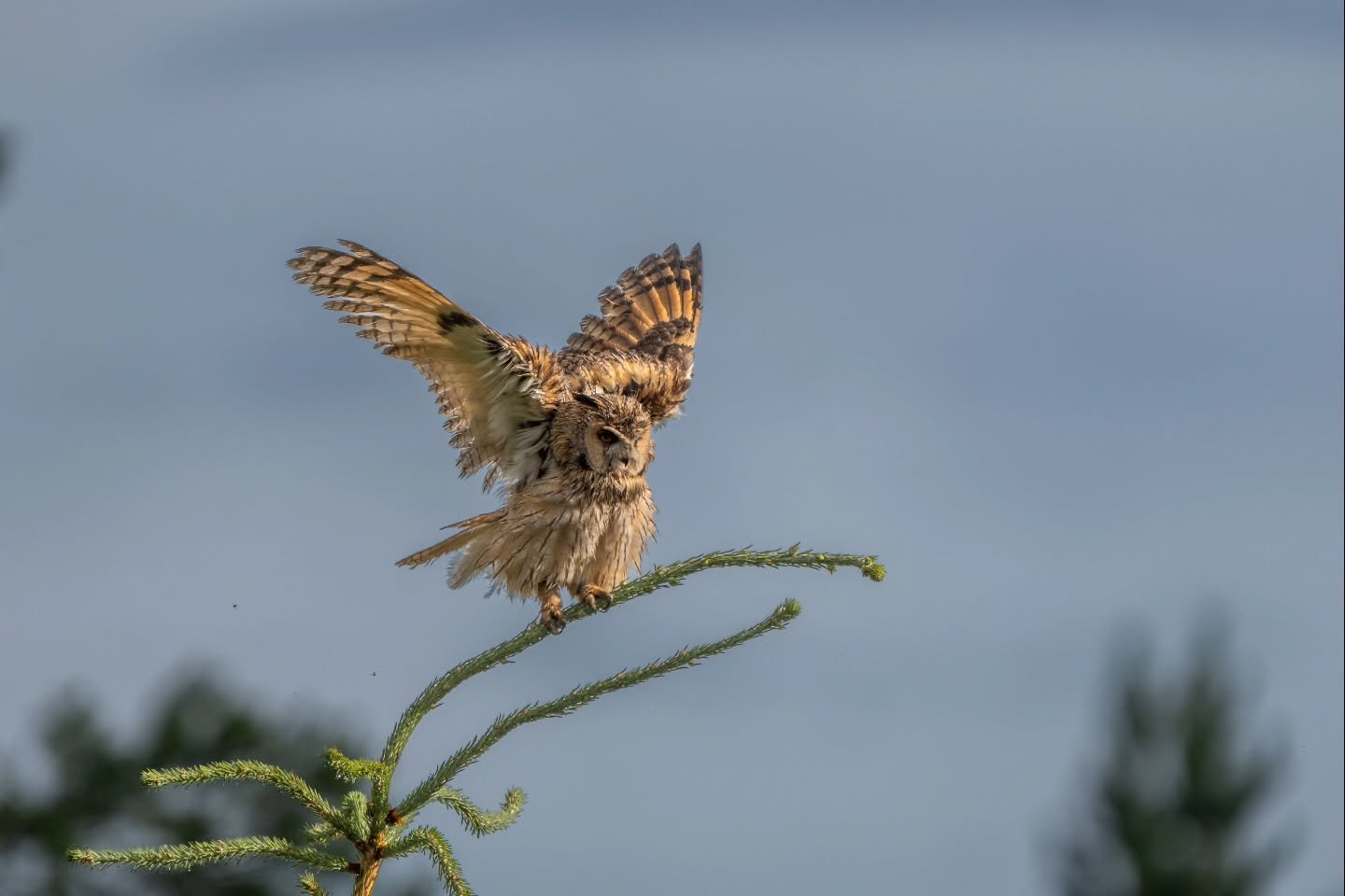 Sarvip&ouml;ll&ouml; kuivattelemassa siipi&auml;&auml;n sateen j&auml;lkeen | Long-eared owl drying its wings after the rain

#sarvip&ouml;ll&ouml; 
#longearedowl 
#asiootus