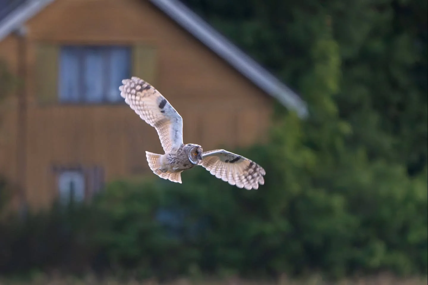 Sarvip&ouml;ll&ouml;n poikasen iltalento | Evening flight of a long-eared owl chick

#sarvip&ouml;ll&ouml; 
#longearedowl