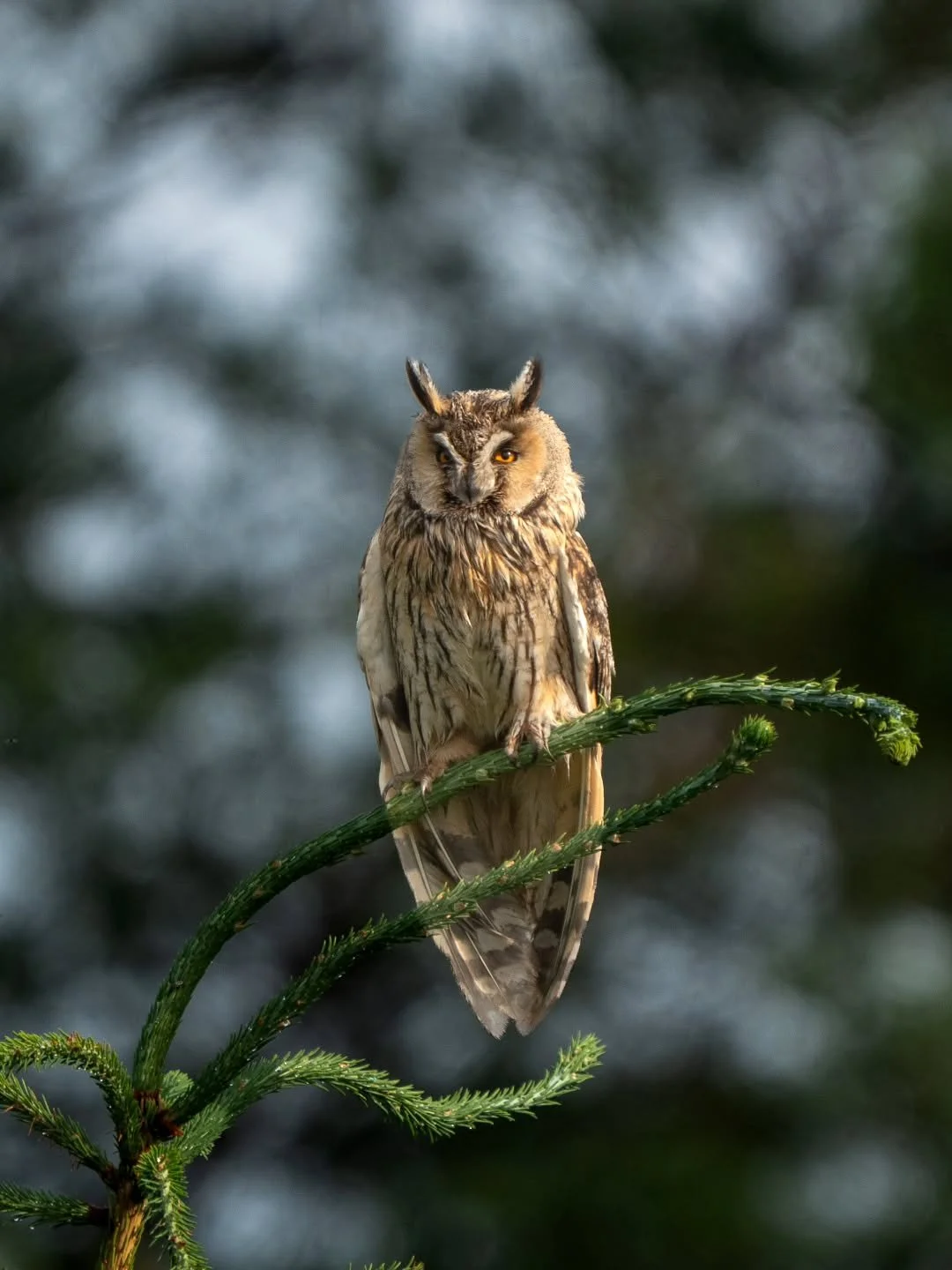 Sarvip&ouml;ll&ouml; sateen j&auml;lkeen

#sarvip&ouml;ll&ouml; 
#longearedowl 
#asiootus