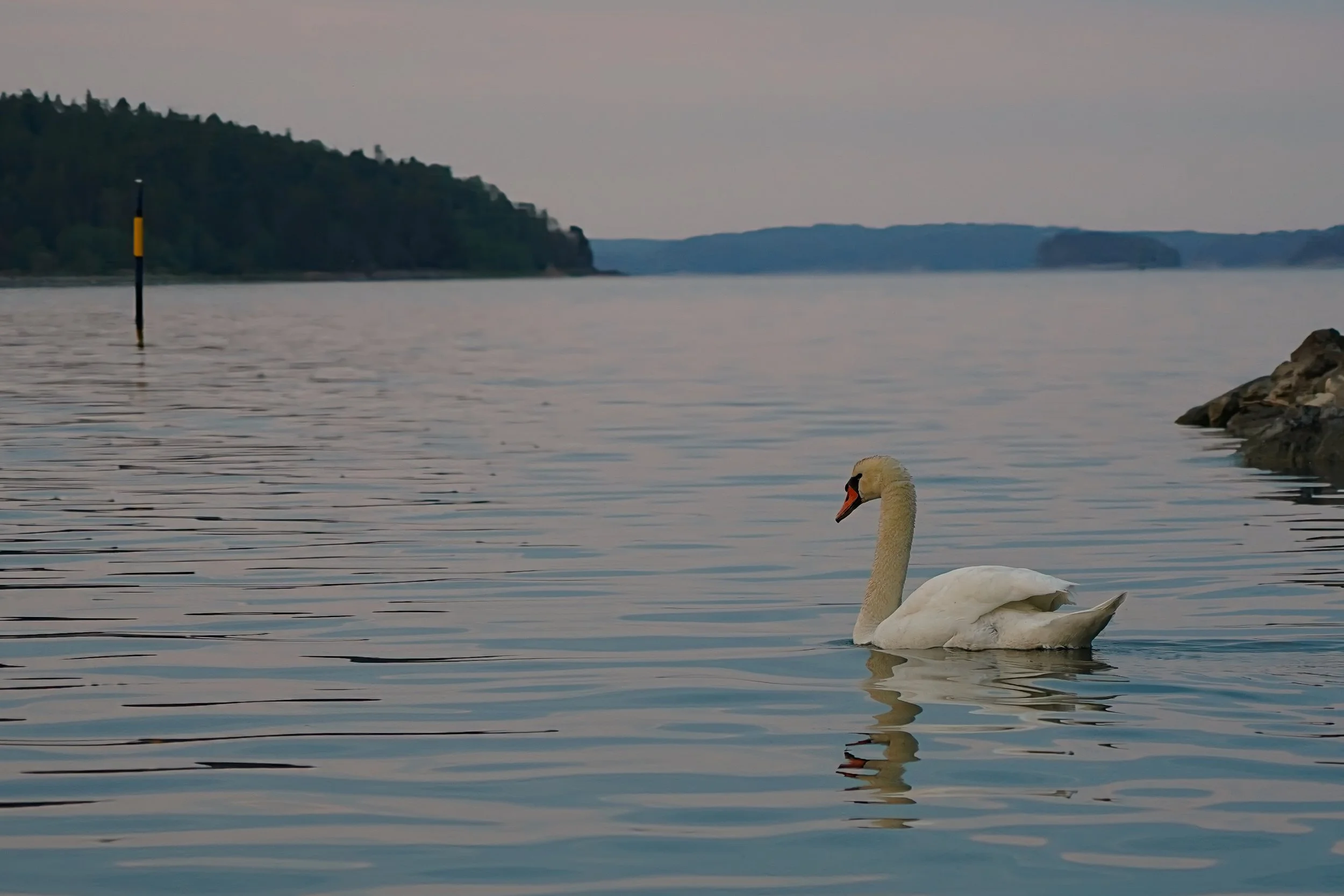Joutsen rauhallisessa kevätillassa.jpg