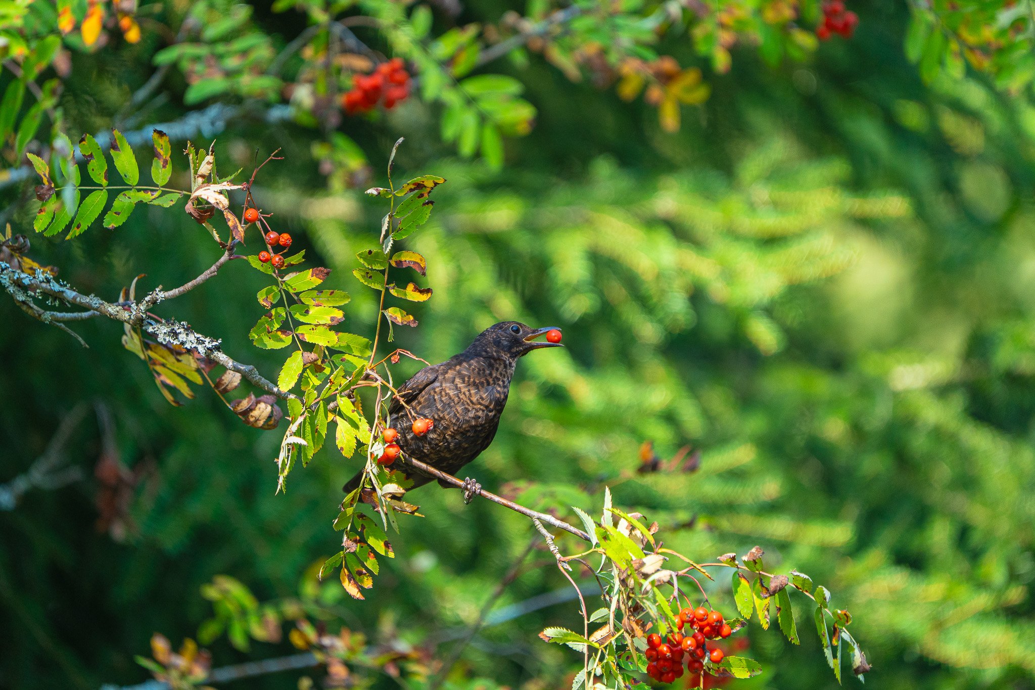 Mustarastas syömässä.jpg