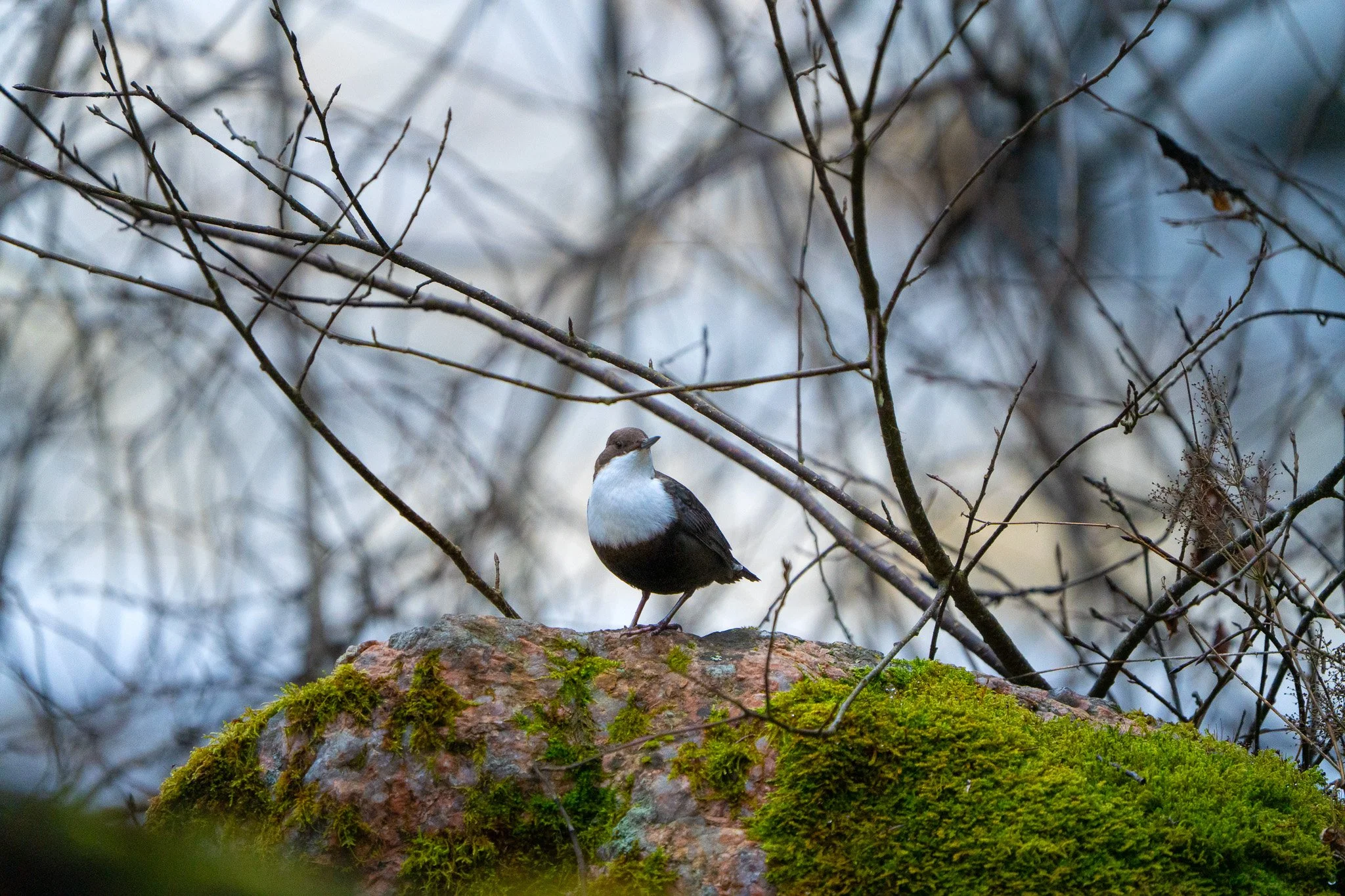 Koskikaran poseeraus.jpg