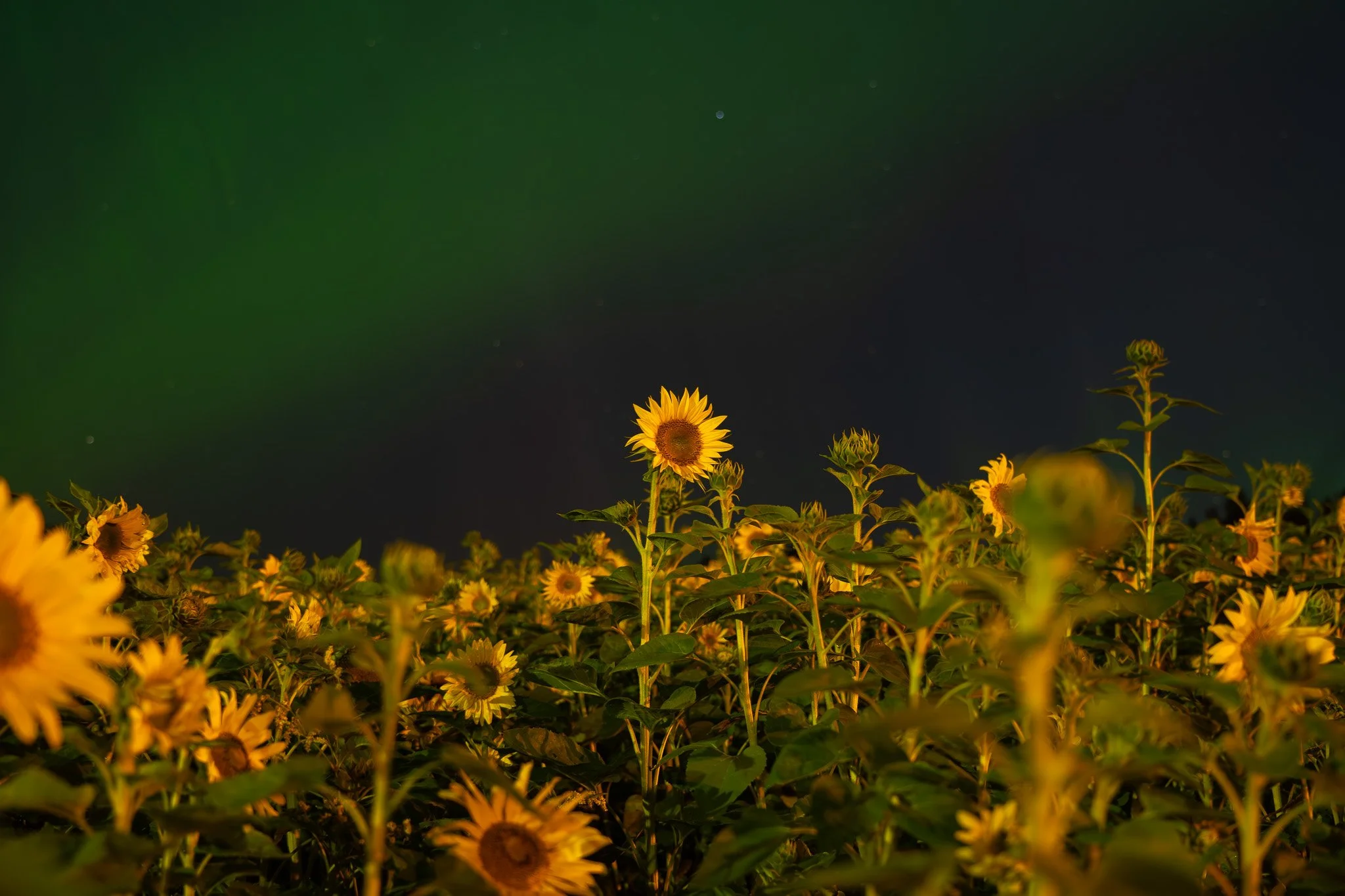 Auringonkukka revontulien alla - Vili Lindegren Photograpphy.jpg