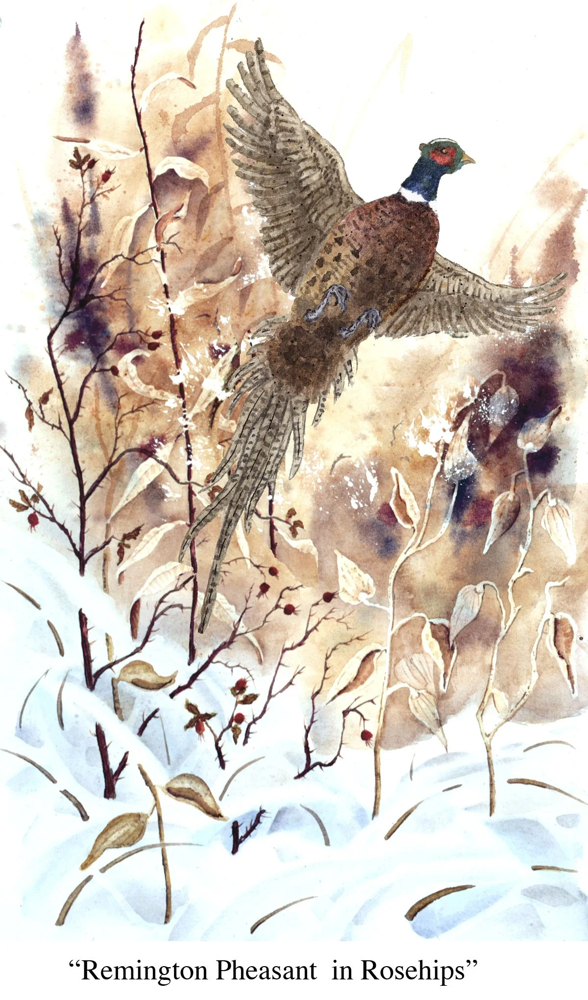 pheasant  rose hips- remington 10x16 C3.jpg