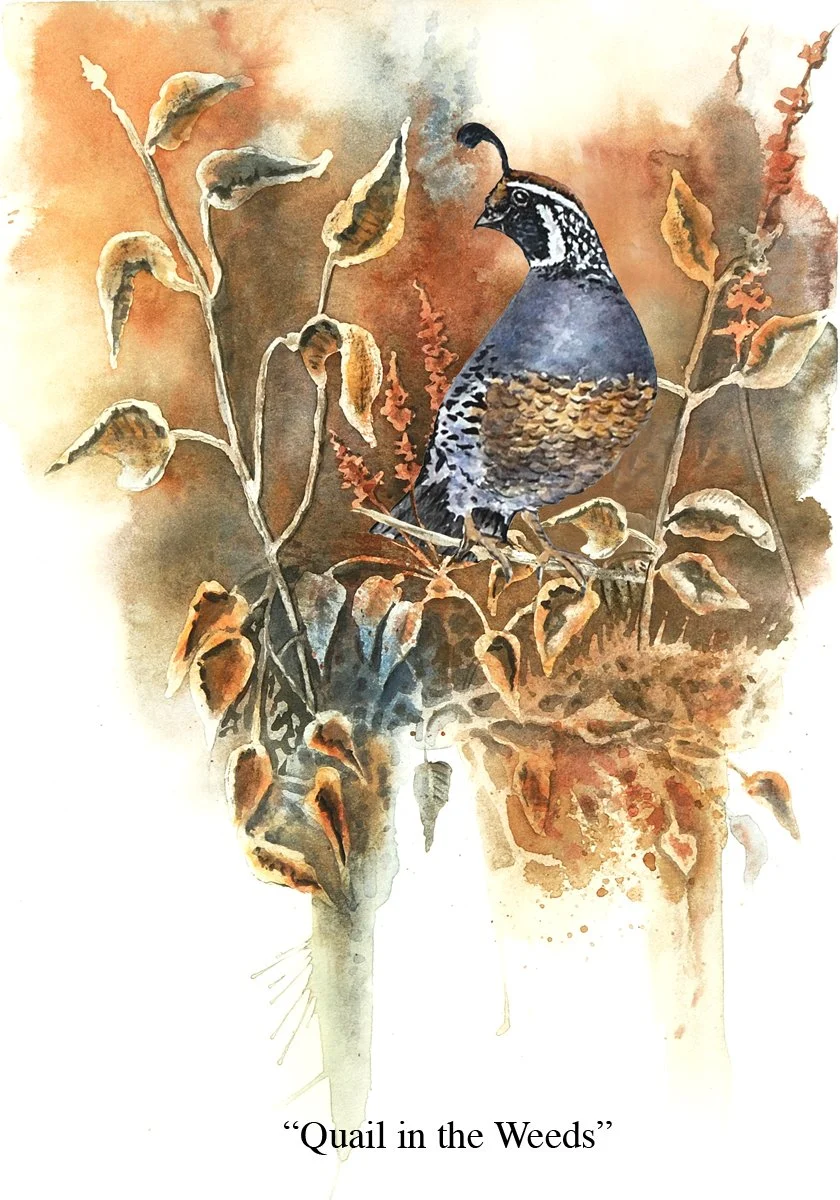 quail weeds california 4x6 .jpg