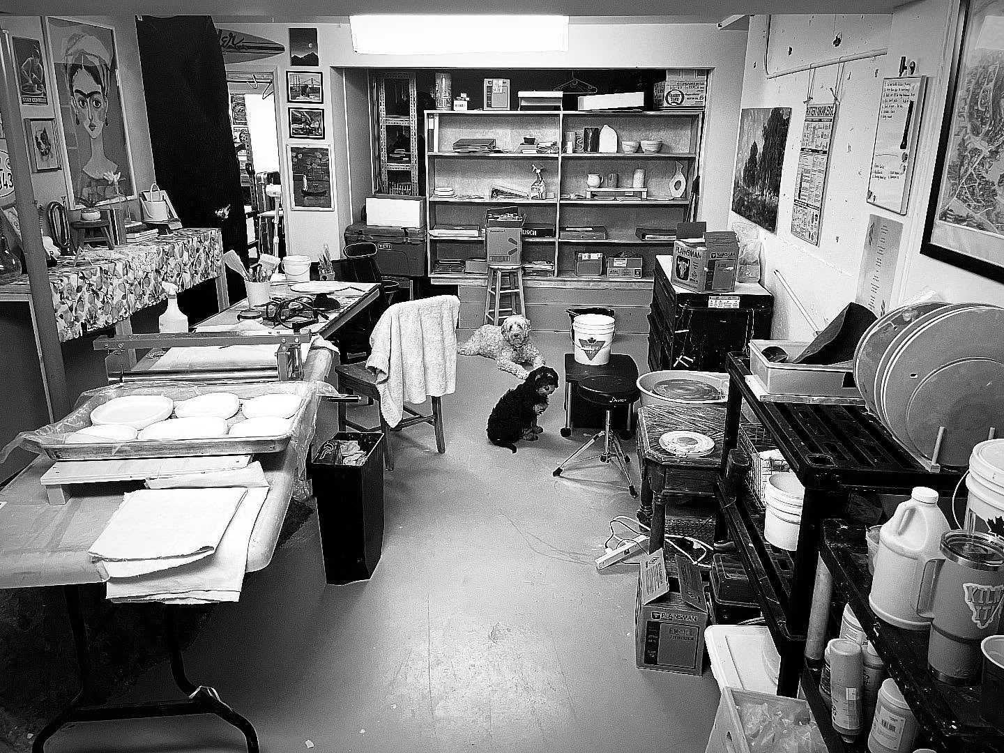 Studio dogs 💙🤍🩷