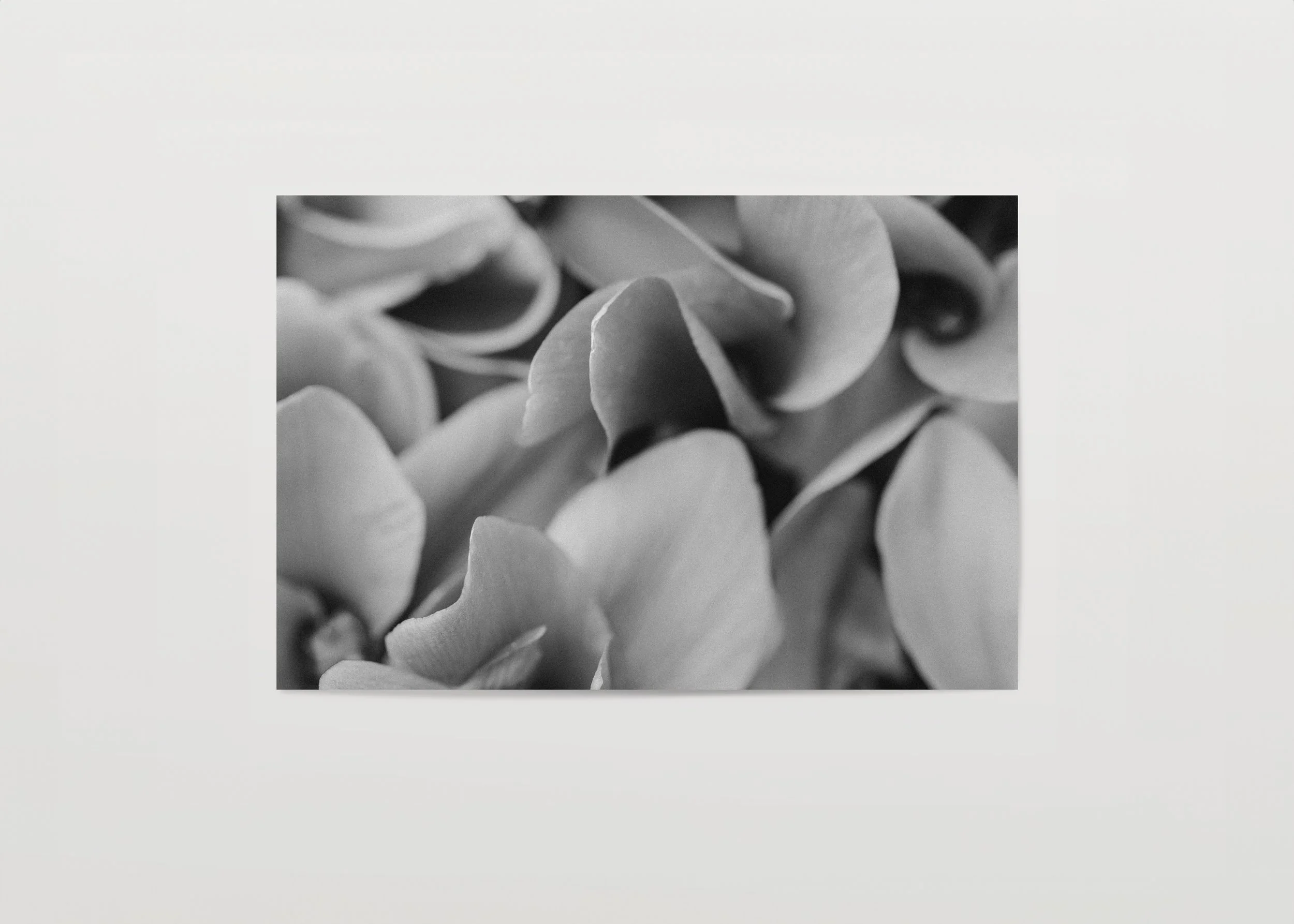 2x3Paper_Landscape_BLANKET.jpg