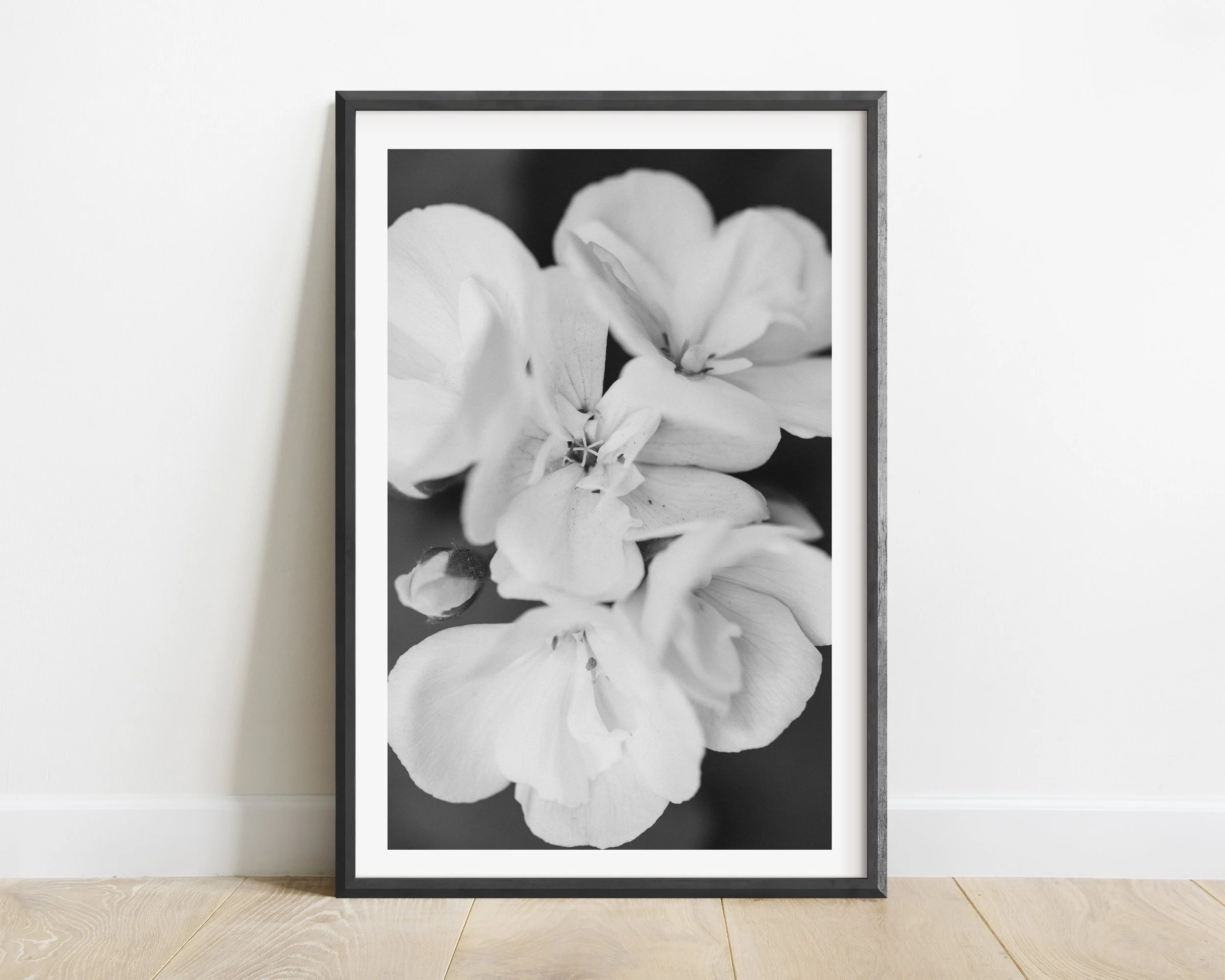 Framed botanical black and white wall art print of begonia bud for elegant and modern living spaces