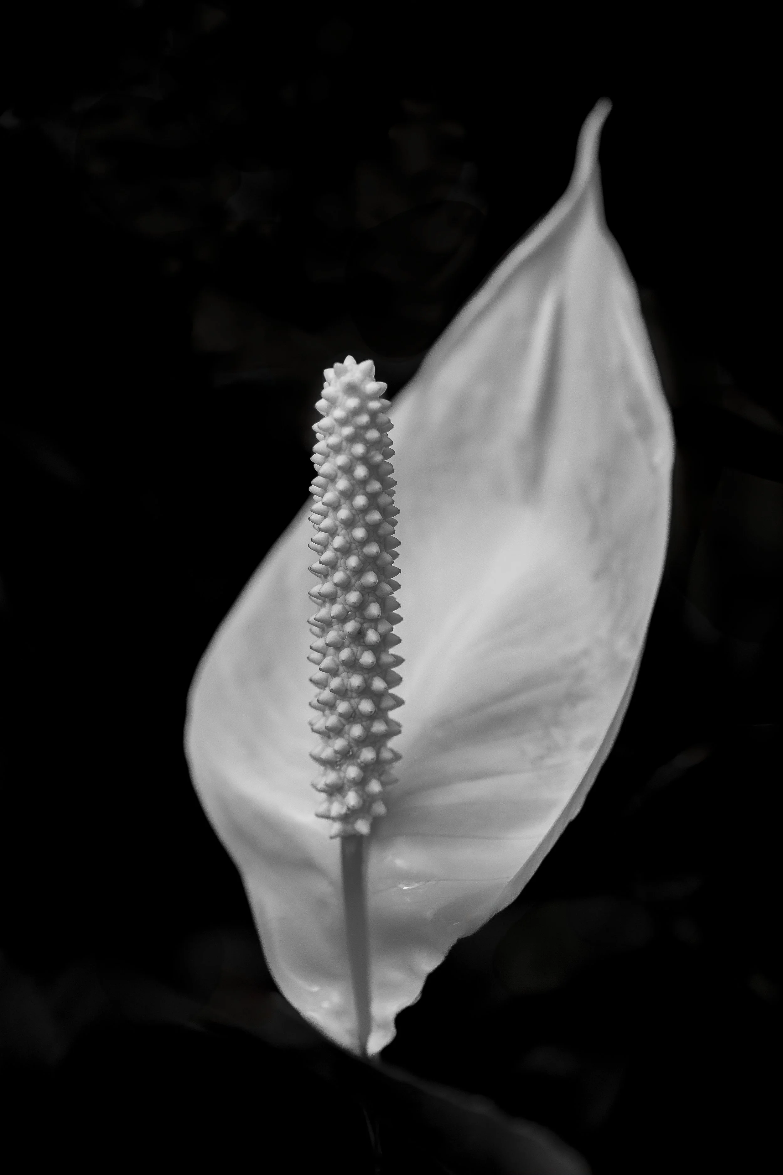 RachelRichardsFineArt-107.jpg