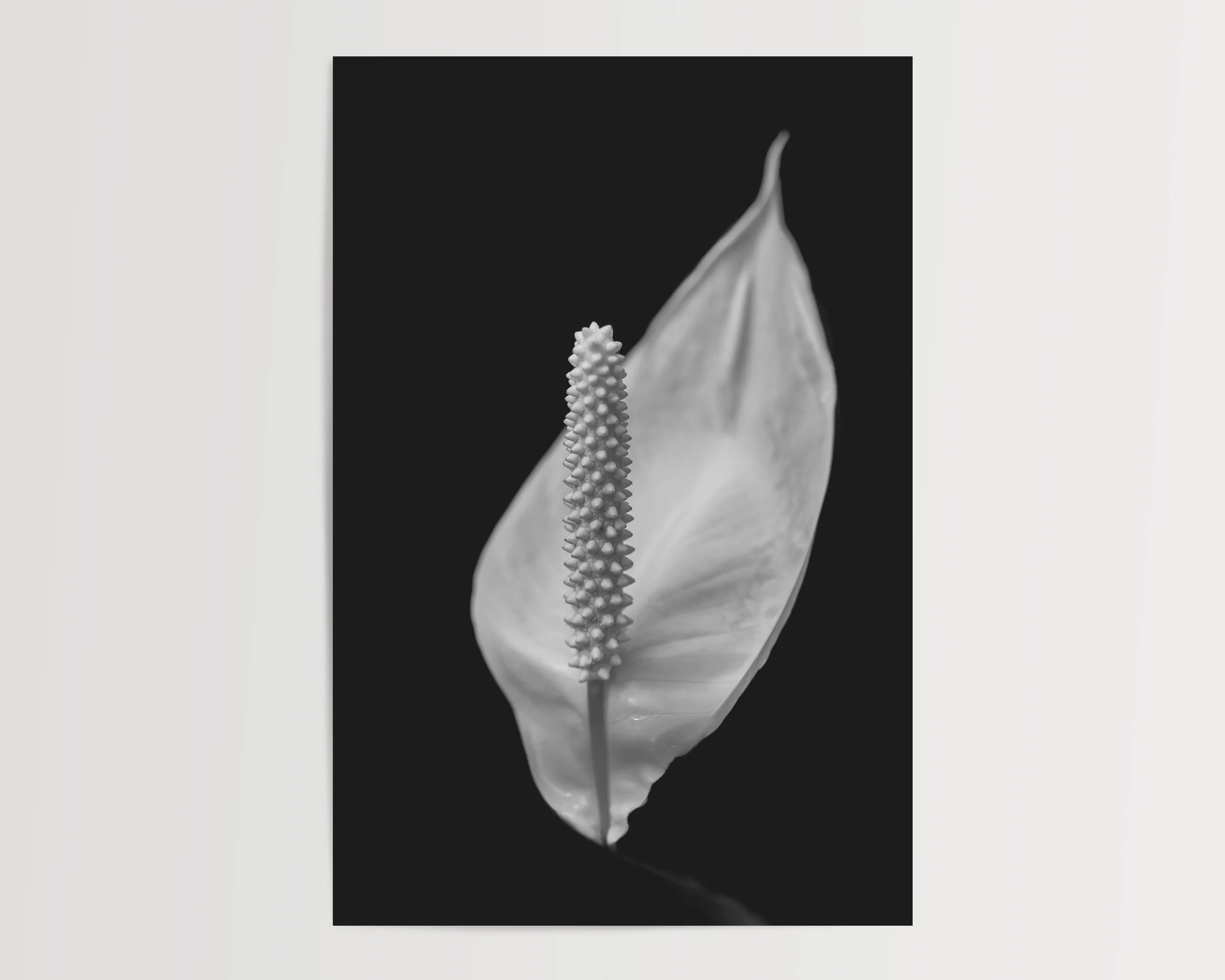 2x3Paper_Vertical_SPOTLIGHT.jpg