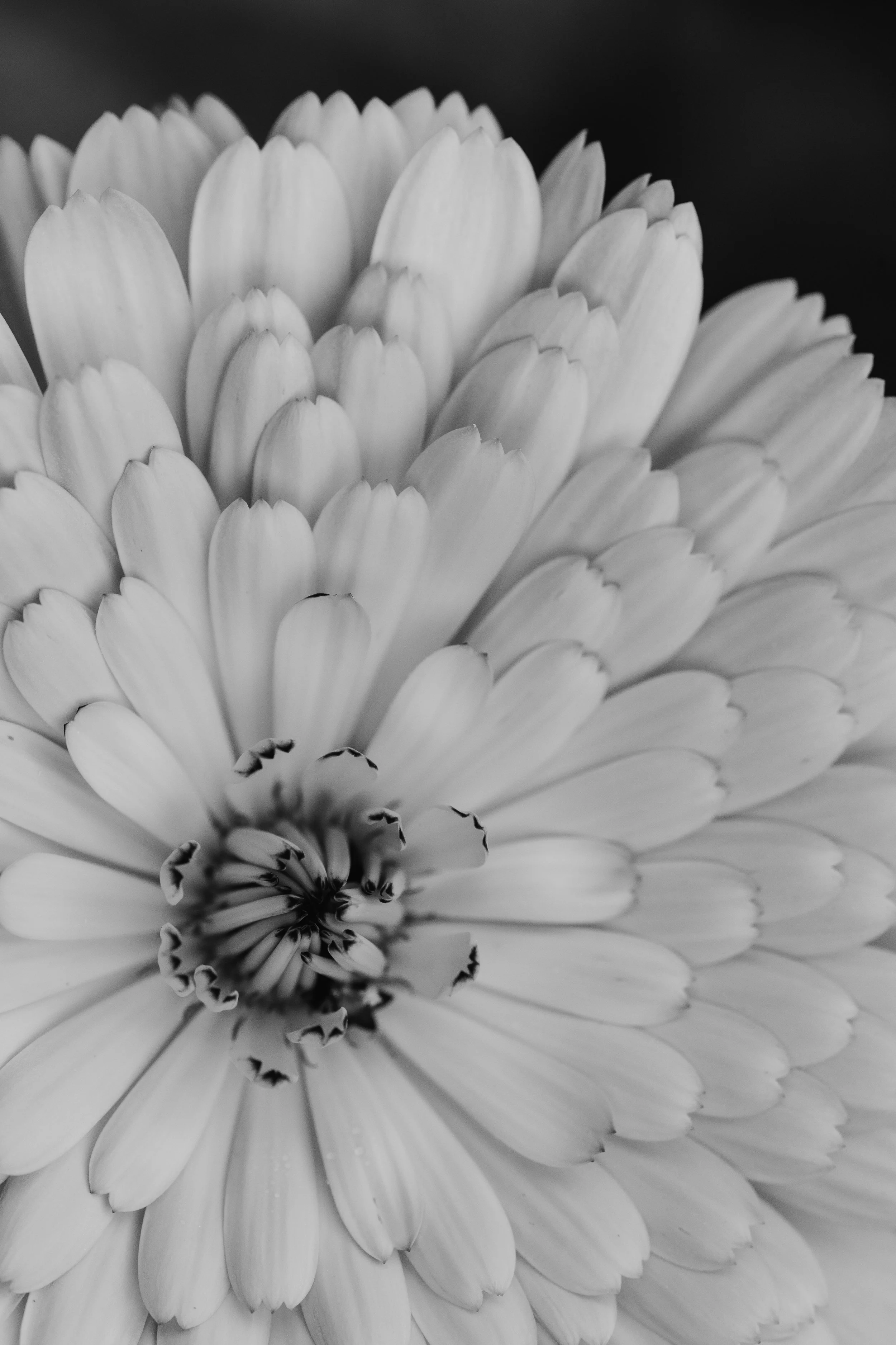 RachelRichardsFineArt-111.jpg