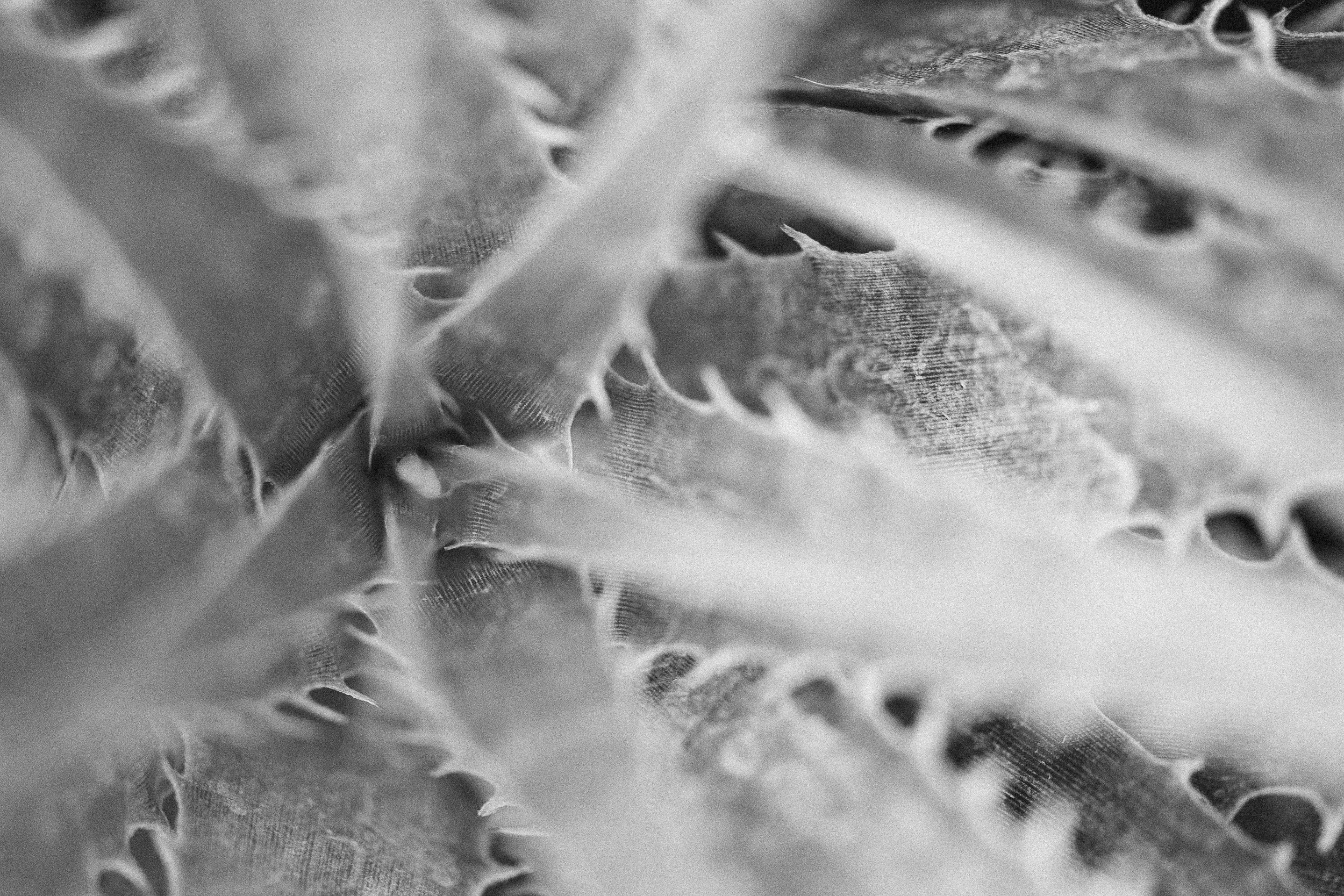 Close up of black and white Starry dyckia photography wall art print