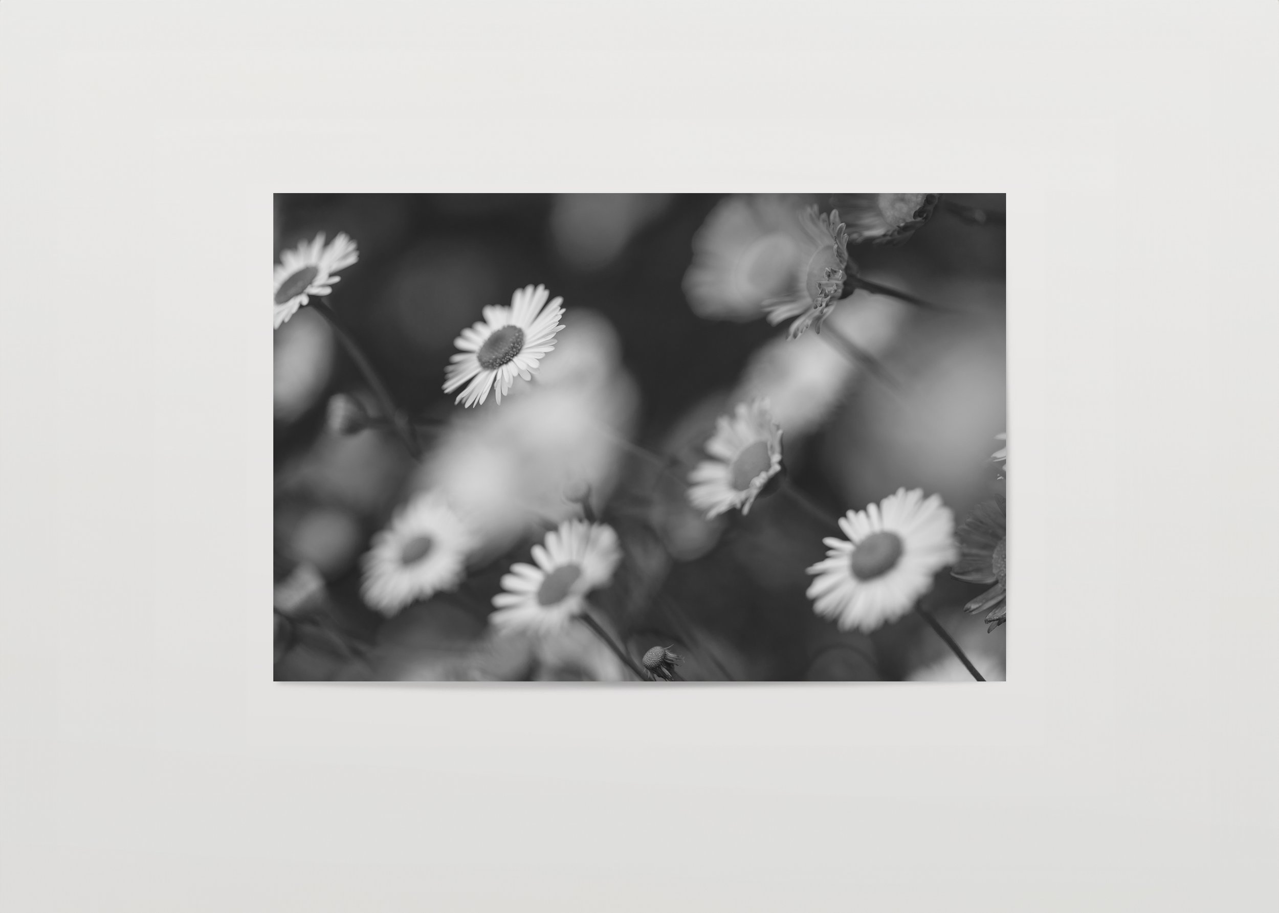 2x3Paper_Landscape_FIELD.jpg