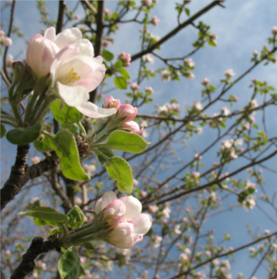 apple blossom
