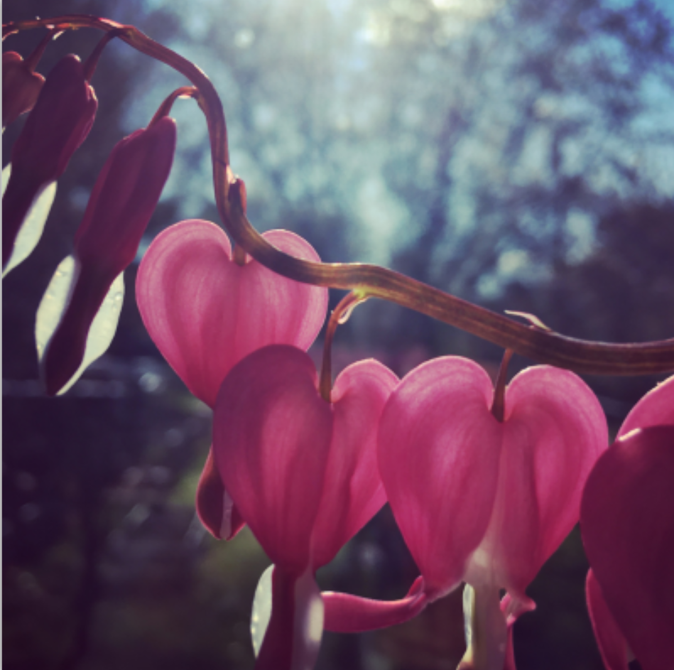 bleeding heart