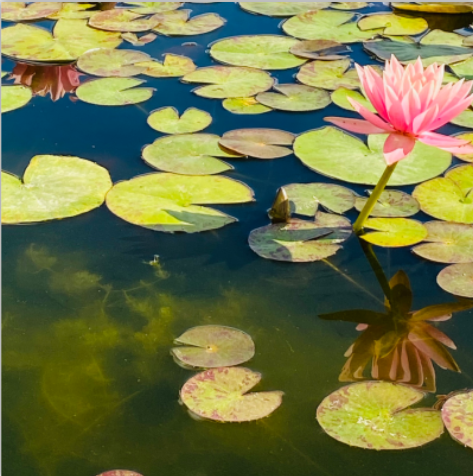 pink lotus