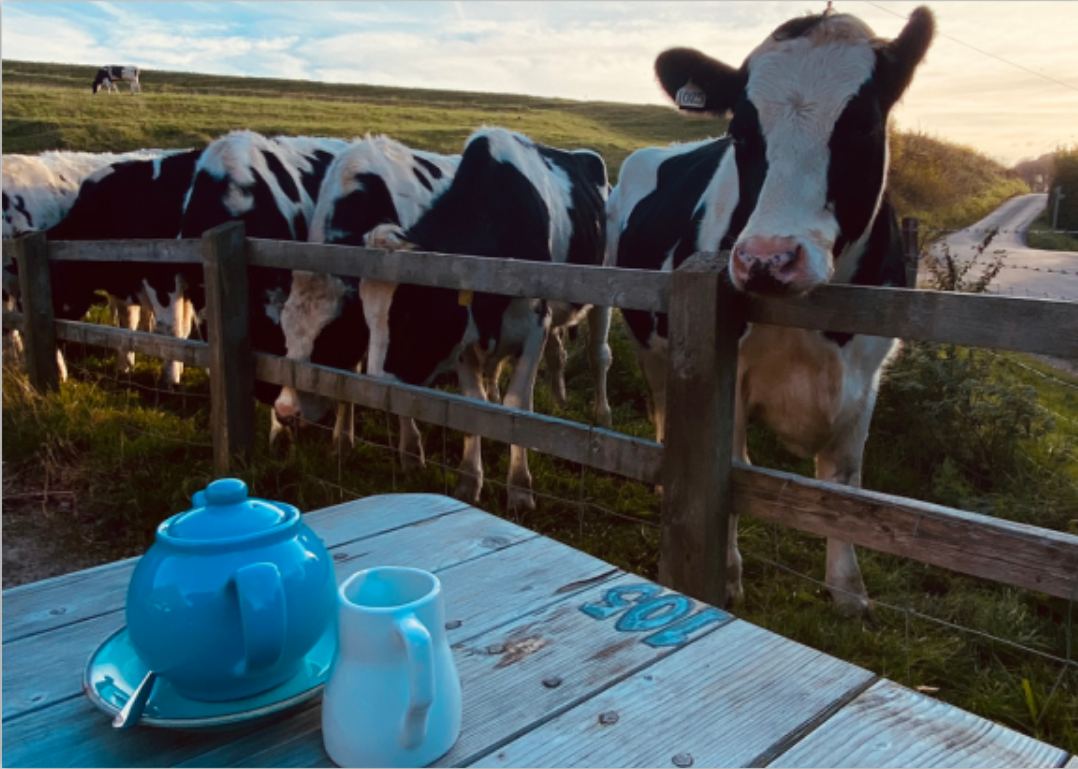 tea with cows