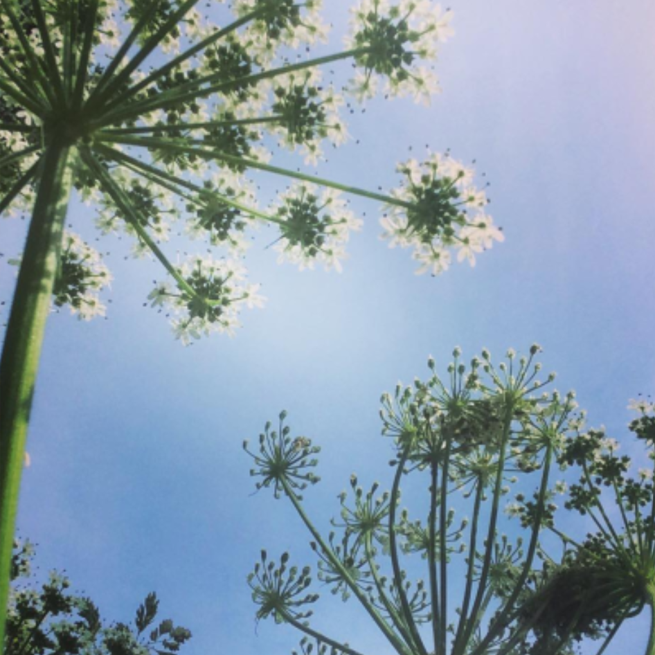 queen anne's lace