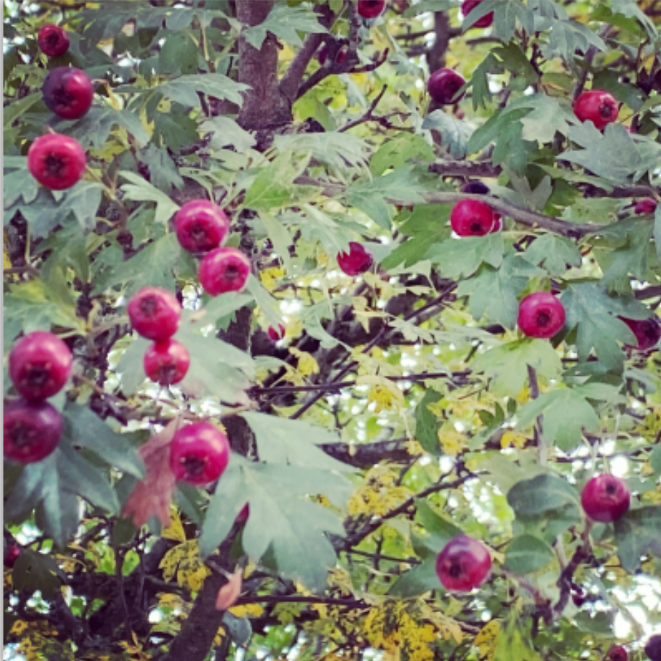 hawthorn berries