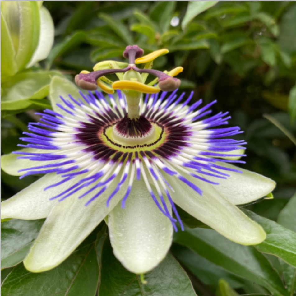 passion flower
