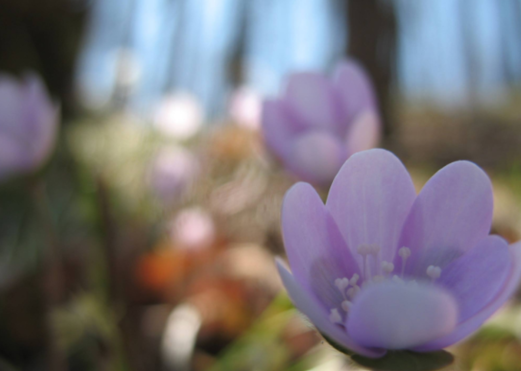 standard postcard hepatica