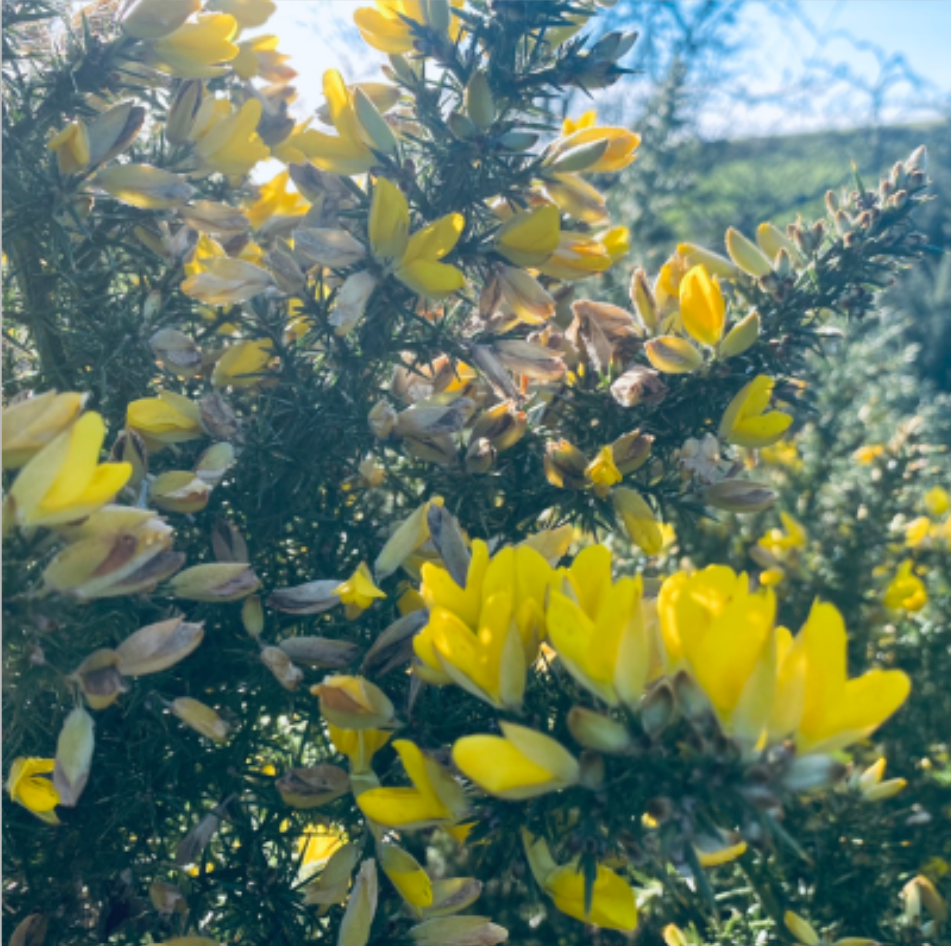 dorset gorse