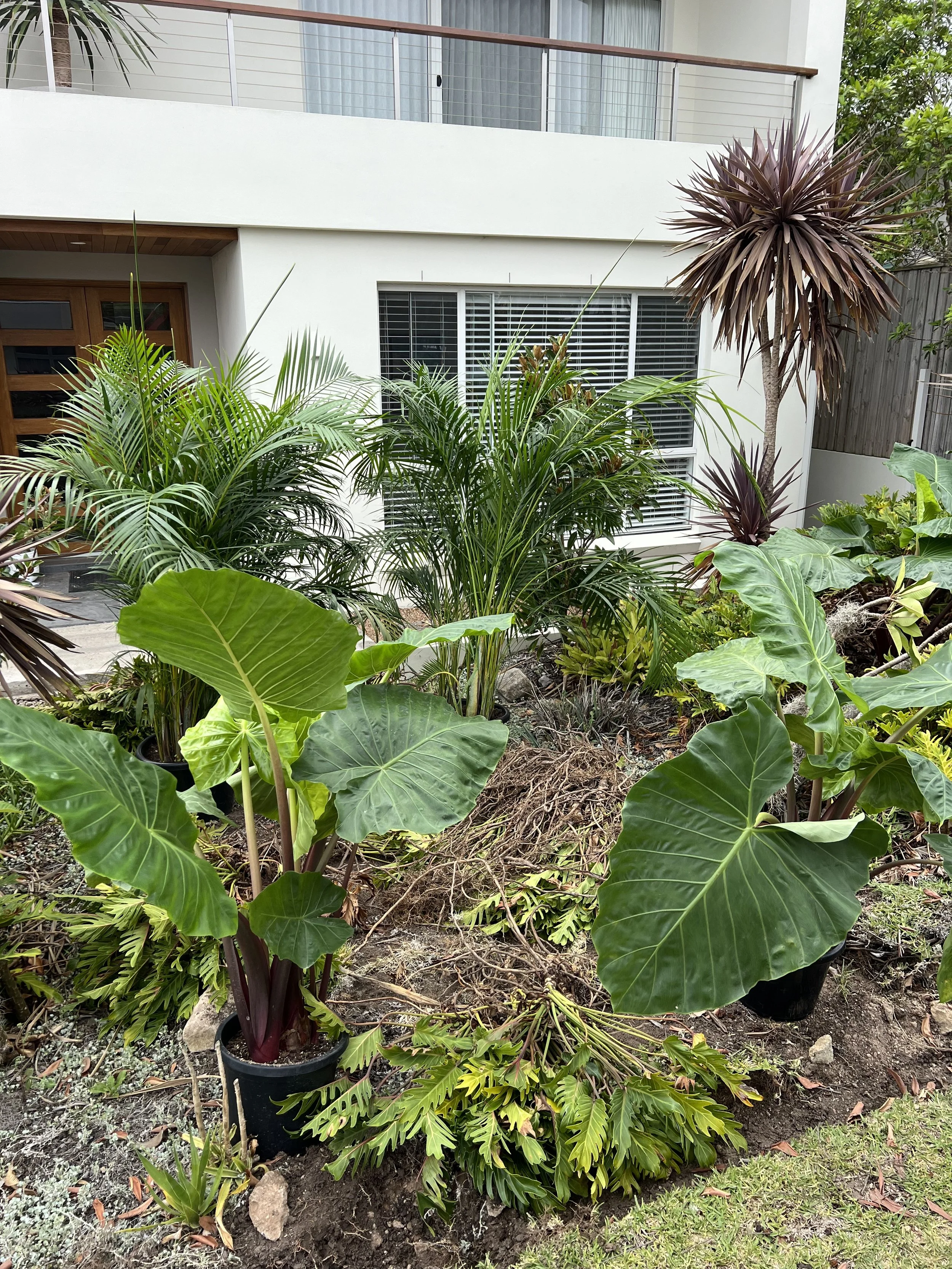 Various potted tropical plants with large green and purple leaves in a garden area in front of a modern white building with large windows and balcony.