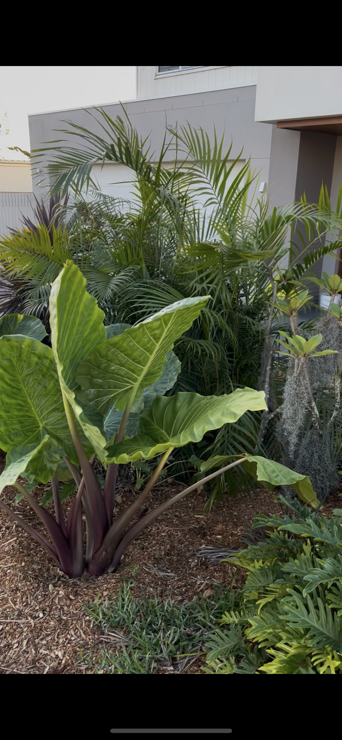 Lush green tropical plants and shrubs near a modern house with a gray exterior wall and window.
