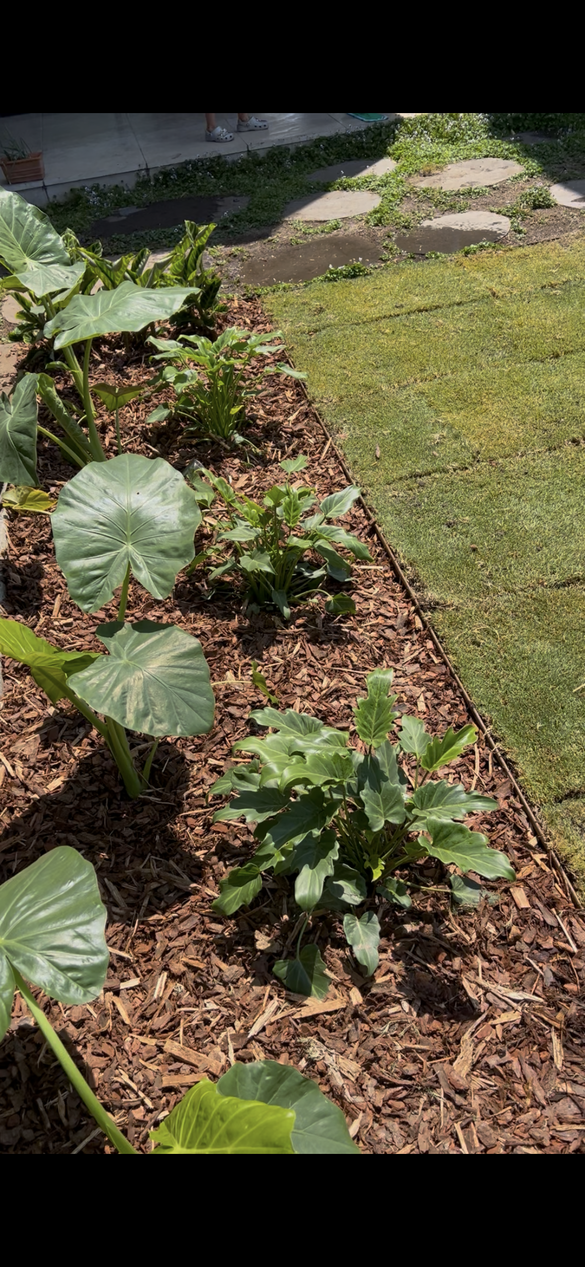 Garden bed with large leafy green plants and mulch, next to a lawn with stepping stones and a patio with two people's legs visible.