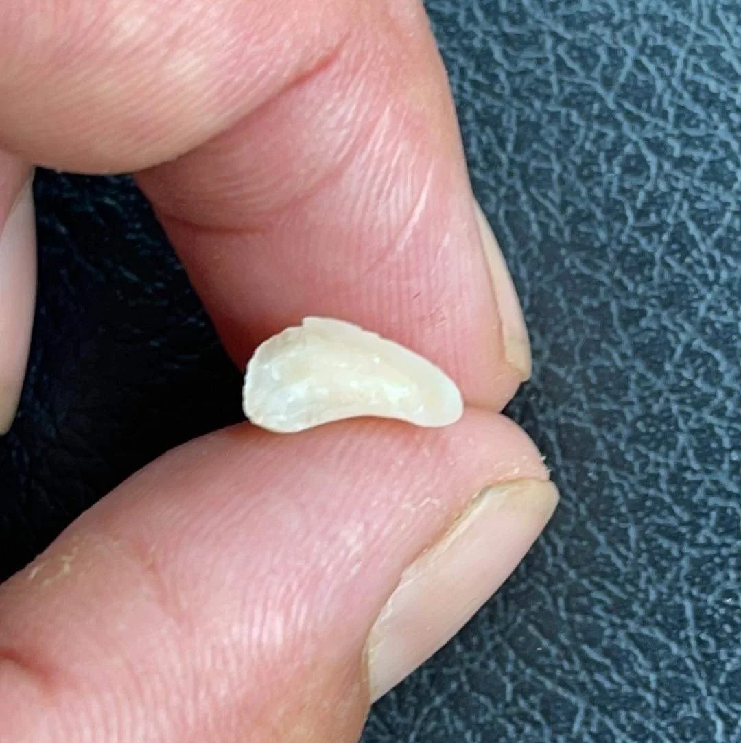 Close-up of a small, translucent object, possibly a tiny tooth or claw, held between fingers; textured black background.