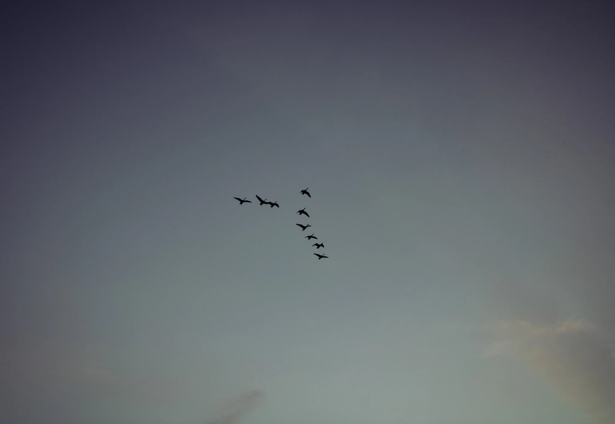 A flock of birds flying in the sky during dusk or dawn