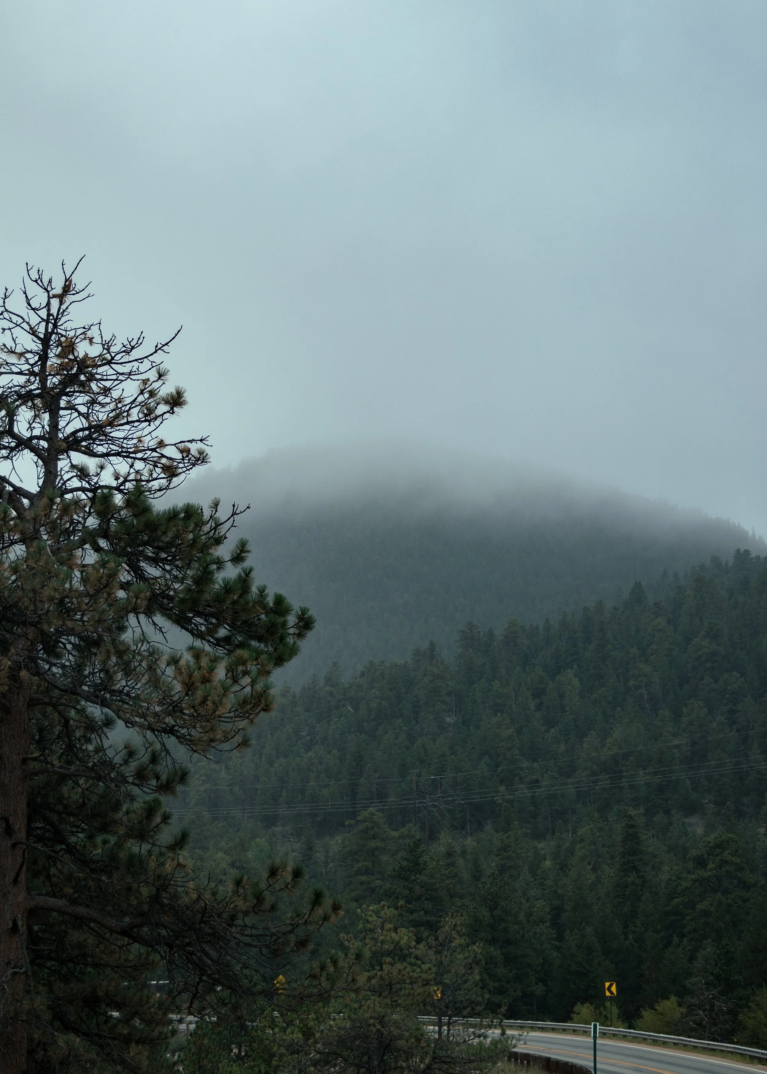 A foggy mountain landscape with a pine tree in the foreground and a winding road at the bottom.