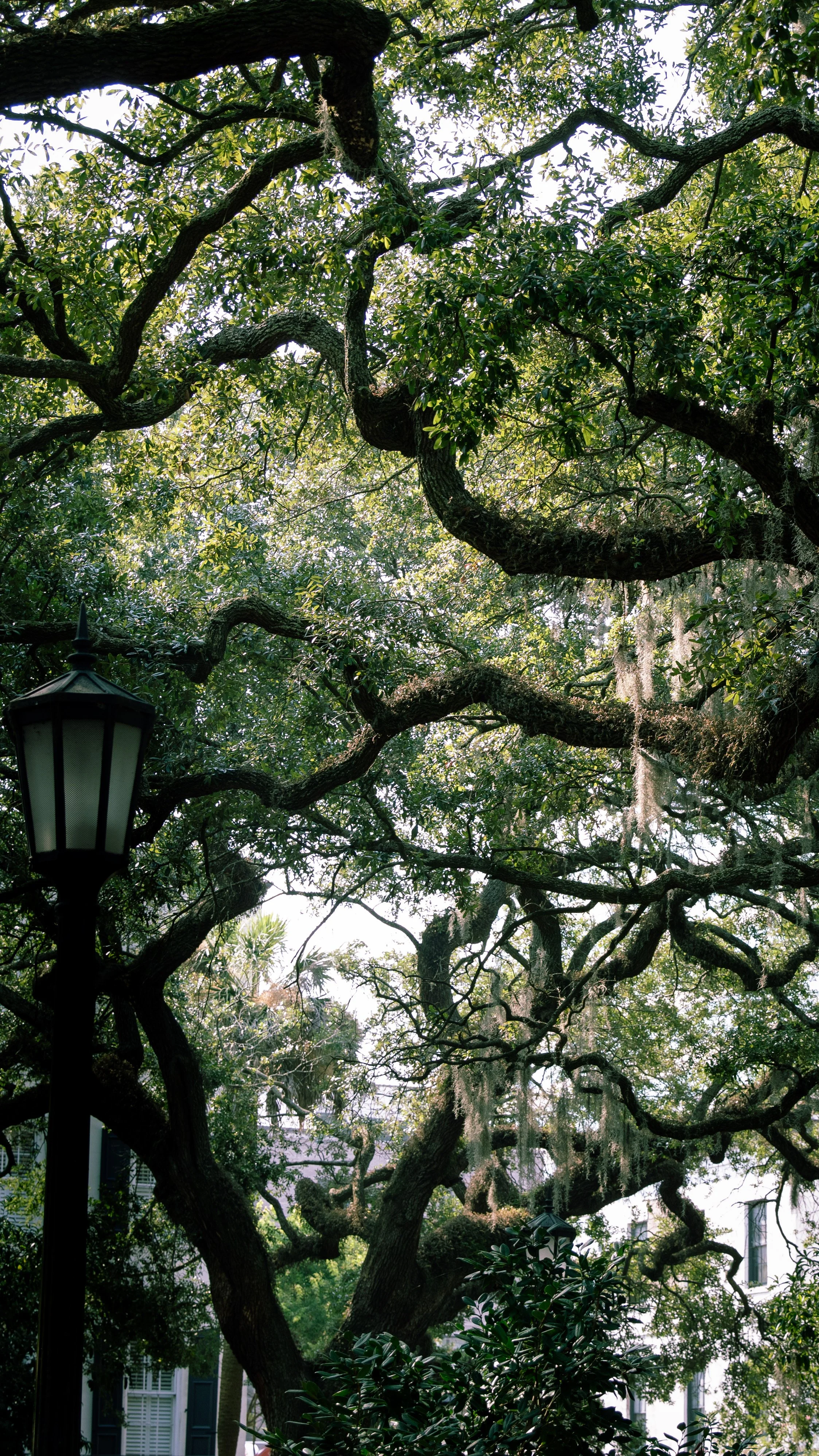 Large oak tree with sprawling, twisted branches draped in Spanish moss, a black street lamp, and nearby greenery with a building partially visible in the background.