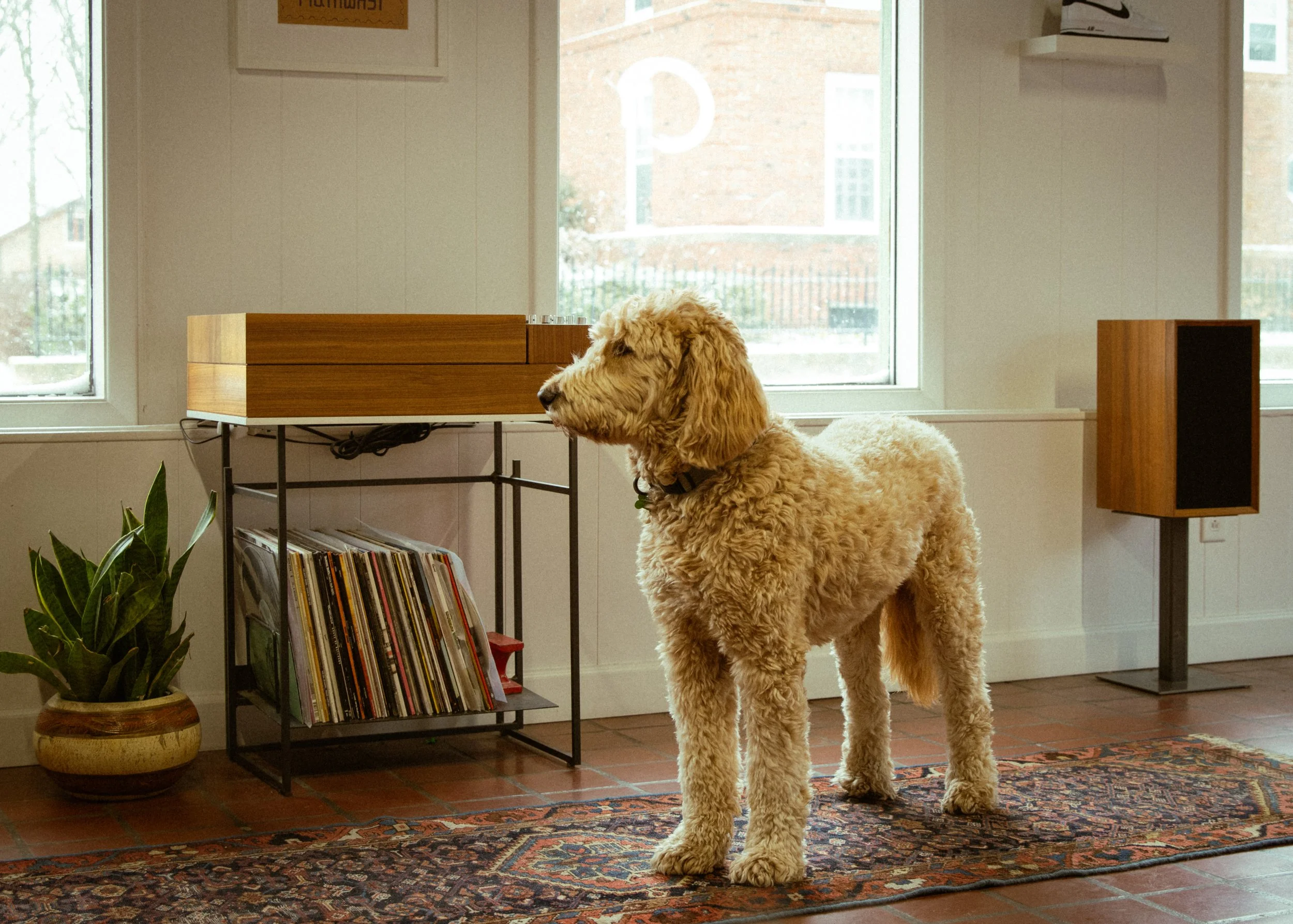 A large, fluffy, light-colored dog standing inside a living room near a window, with a potted plant, books, and a vintage record player on a stand.