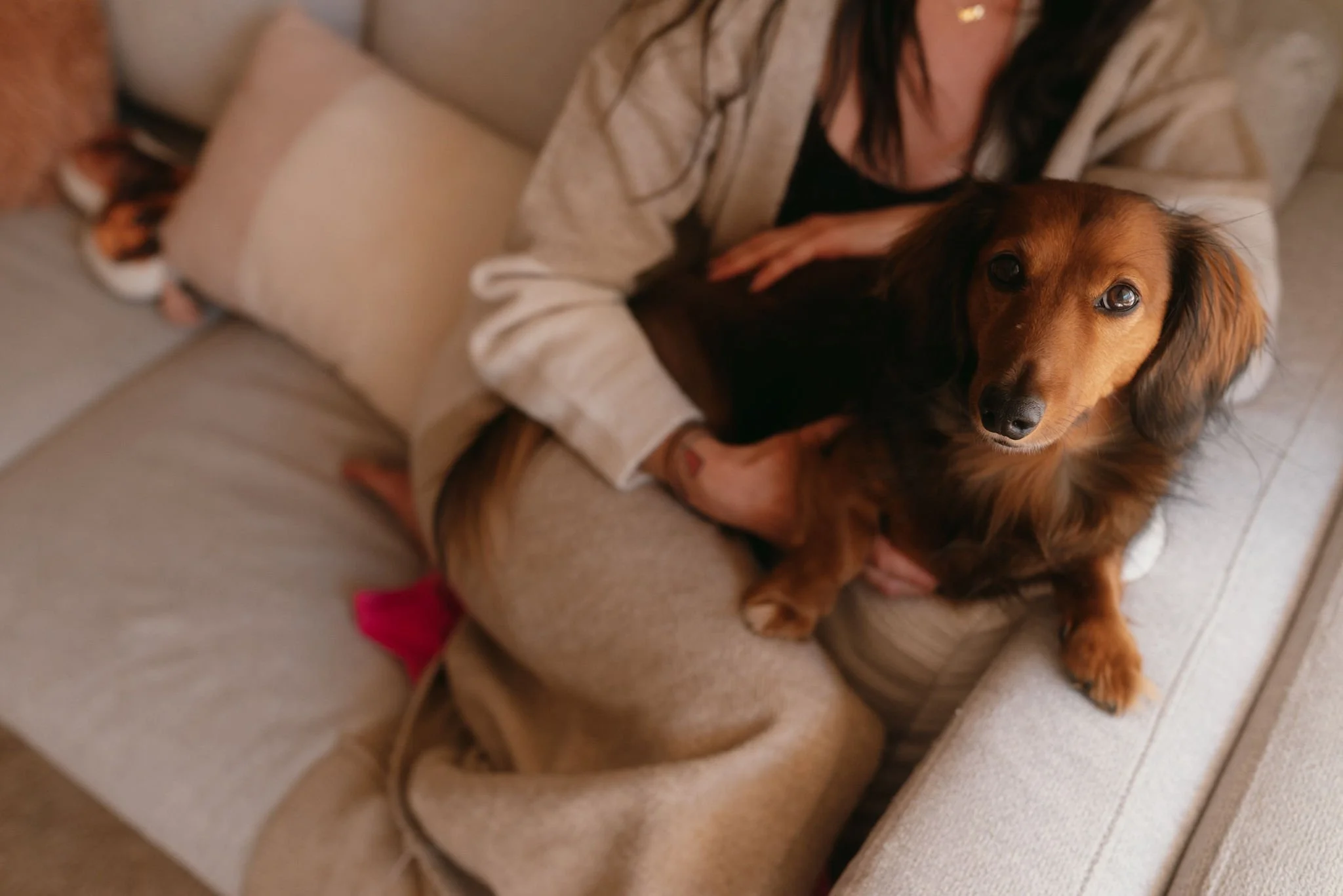 A person sitting on a beige sofa holding a brown and black dachshund with long ears and soulful eyes, with a small part of their shoe visible.