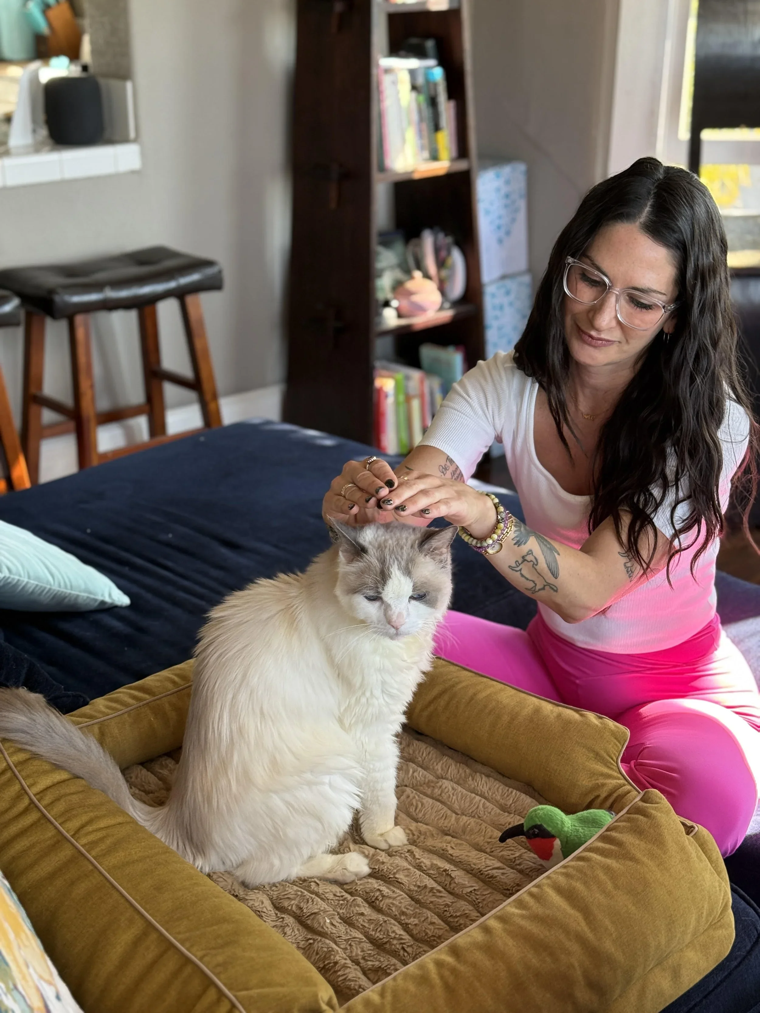 A woman with dark hair, glasses, and tattoos wearing a white and pink shirt and pink pants sits on a bed, petting a white and gray fluffy cat. The bed has a brown velvet cushion and a quilted blanket. In the background, there is a dark wooden bookshelf with books and decorative items, and a window with sunlight.
