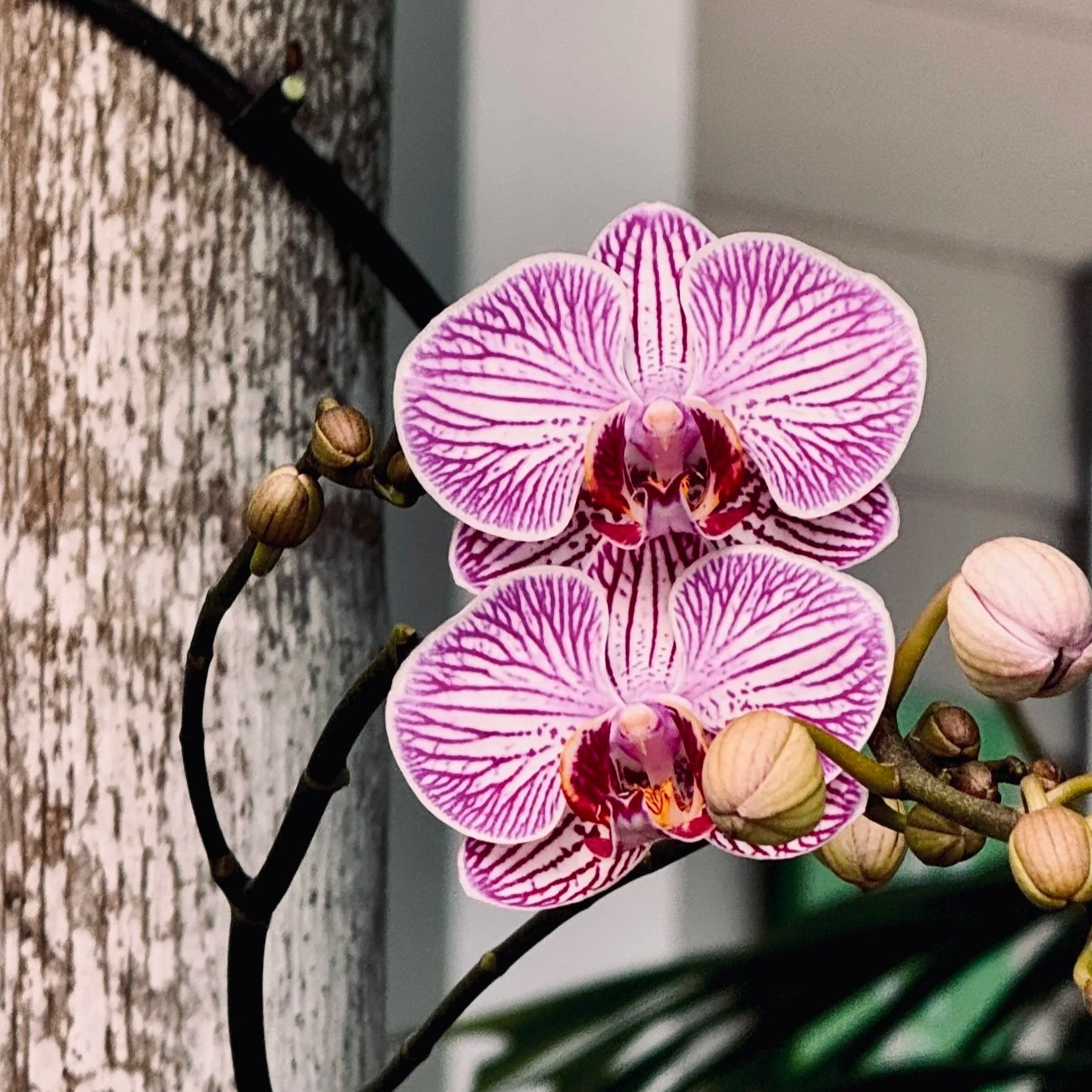 Orchid - The Marilyn Touch